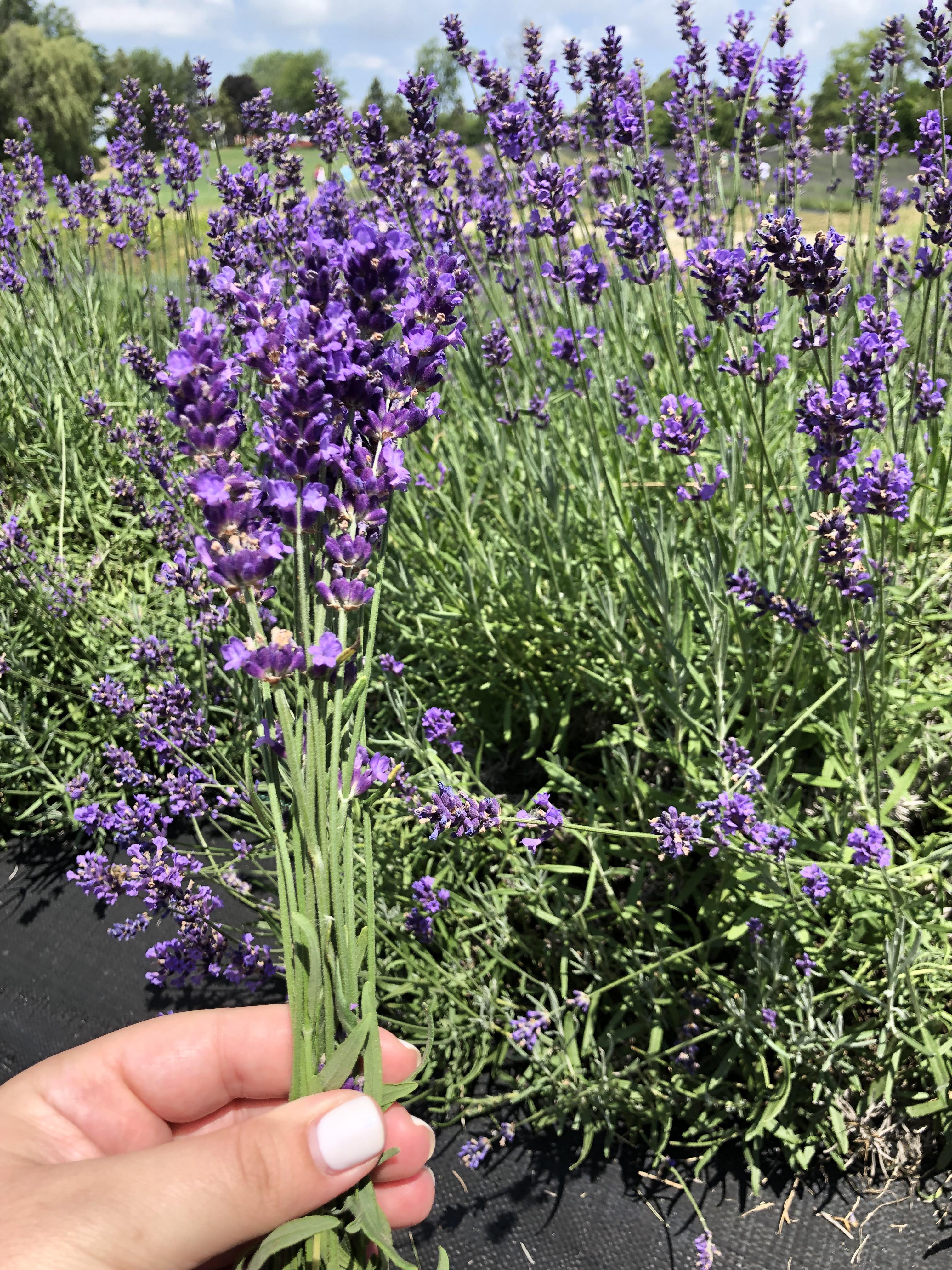 fresh lavender farm in Michigan r/Outdoors