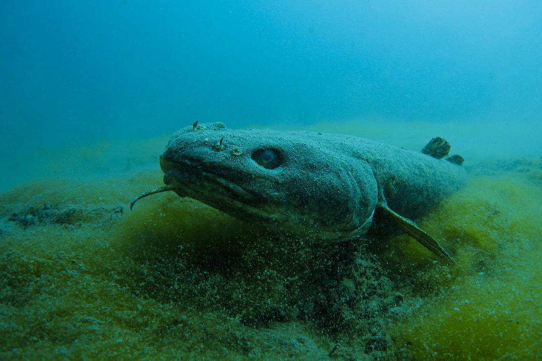 Nocturnal burbot fish, Lake Michigan thalassophobia