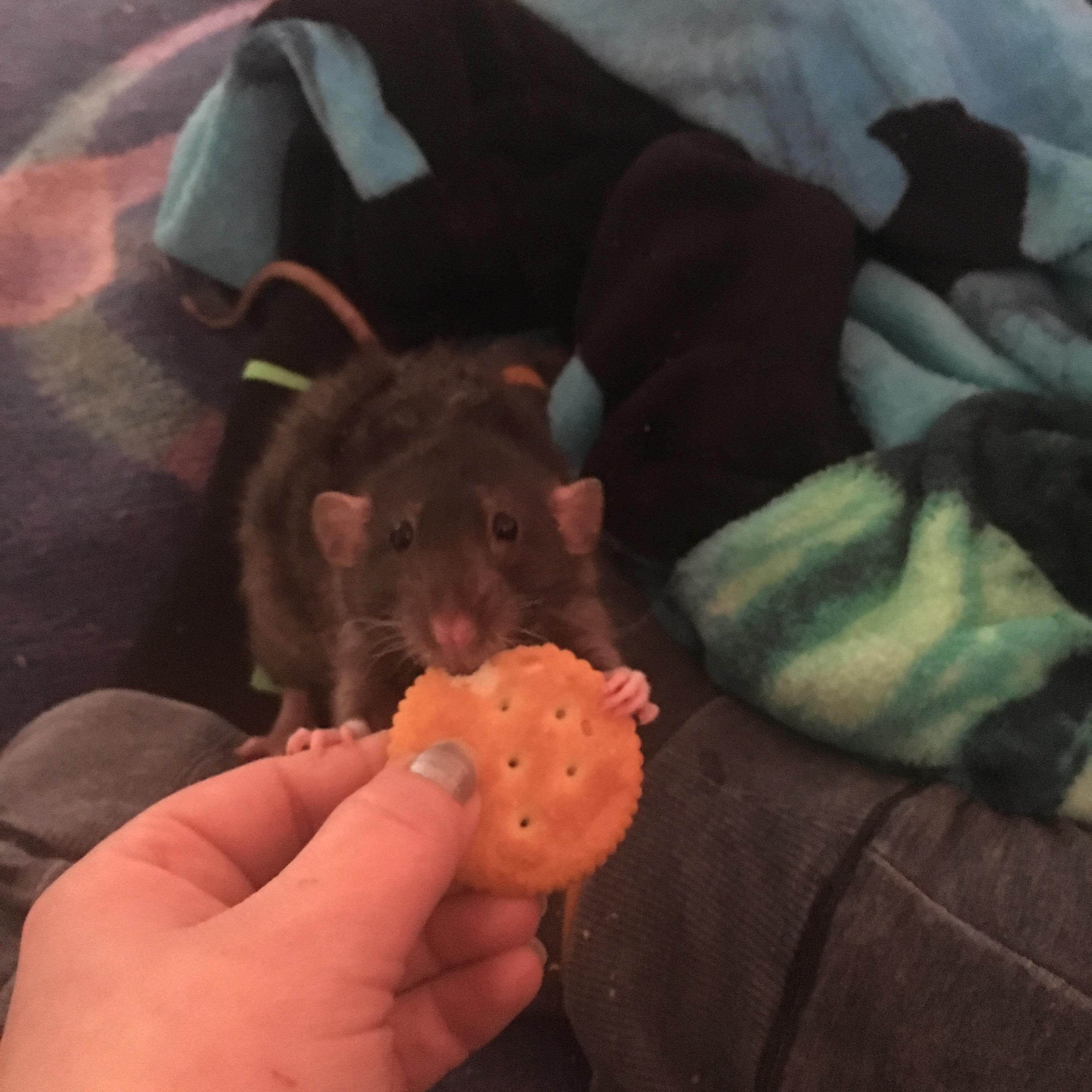 Good grief he's way to cute! r/RATS