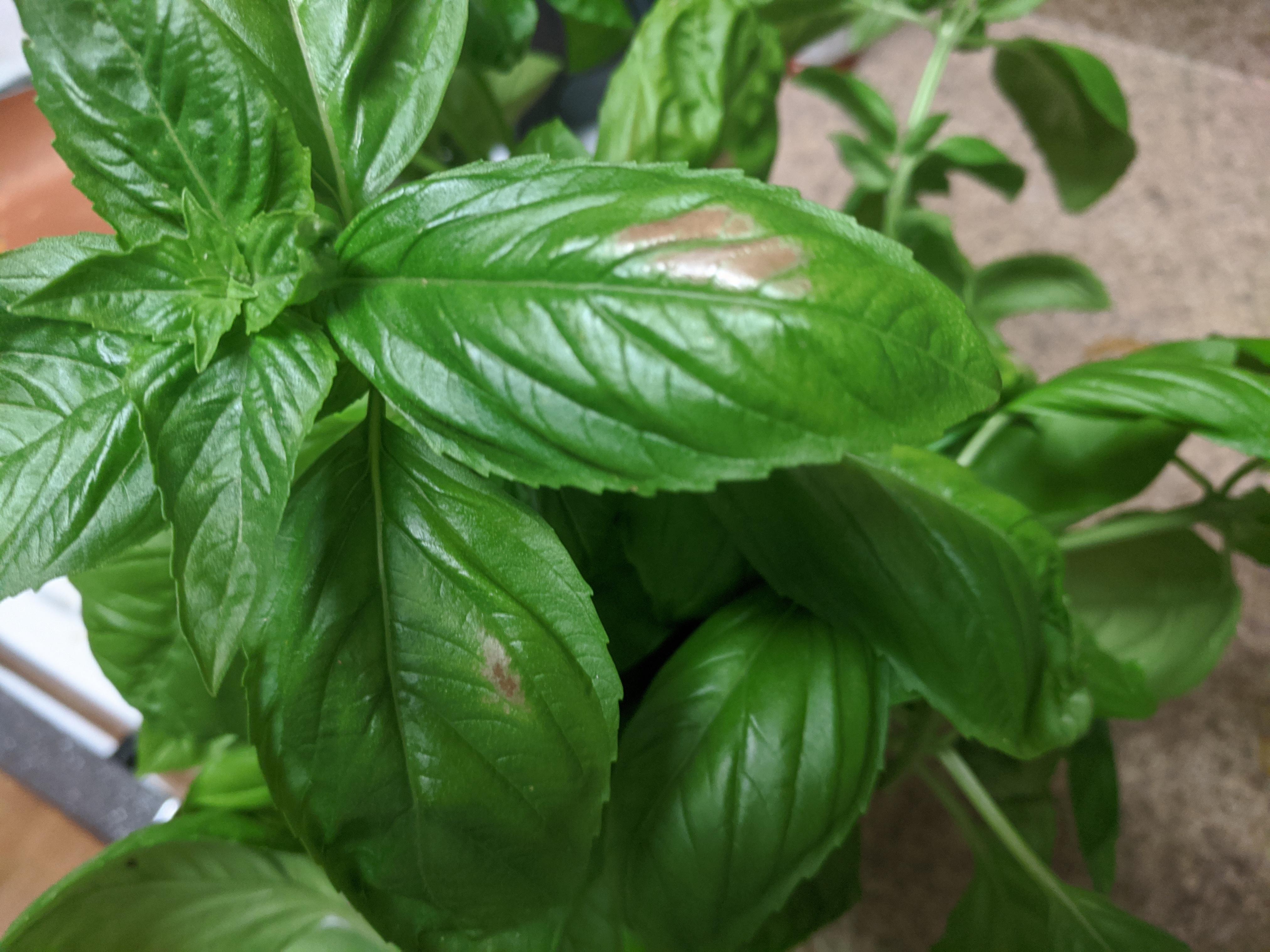 Can anyone tell me why this is happening to my Basil? Safe to eat still