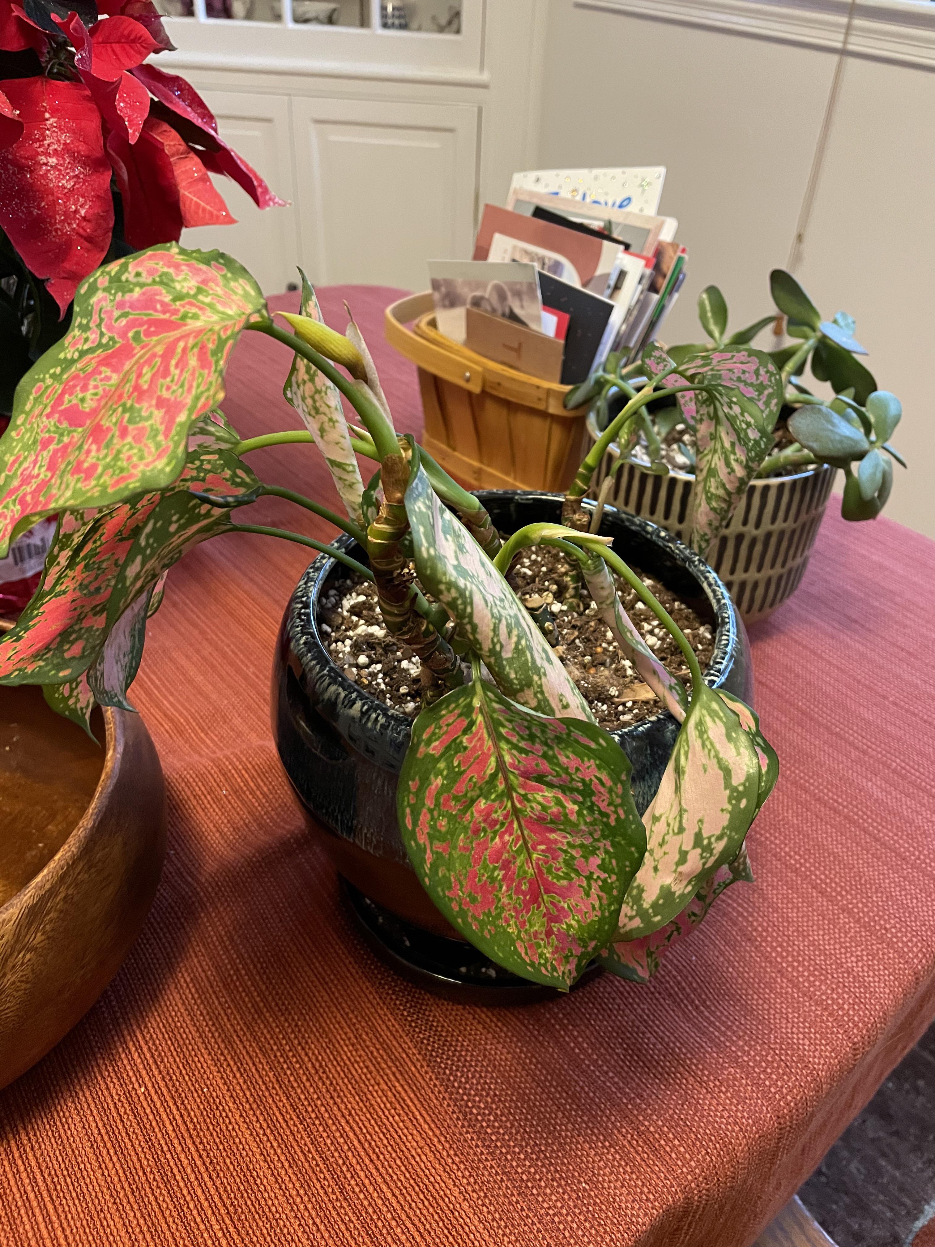 Not sure why my Chinese evergreen is suddenly dying! Gets several hours