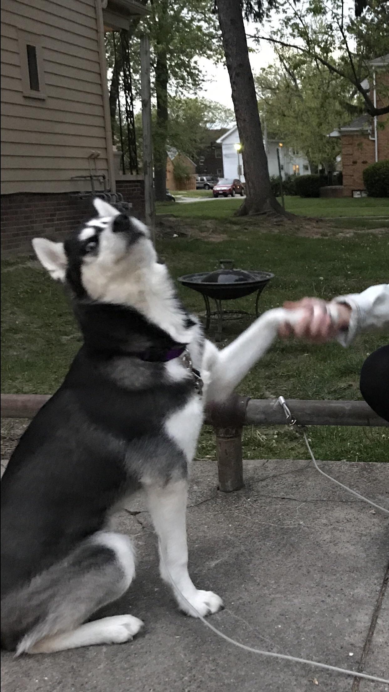 PsBattle This Dogs reaction to shaking hands