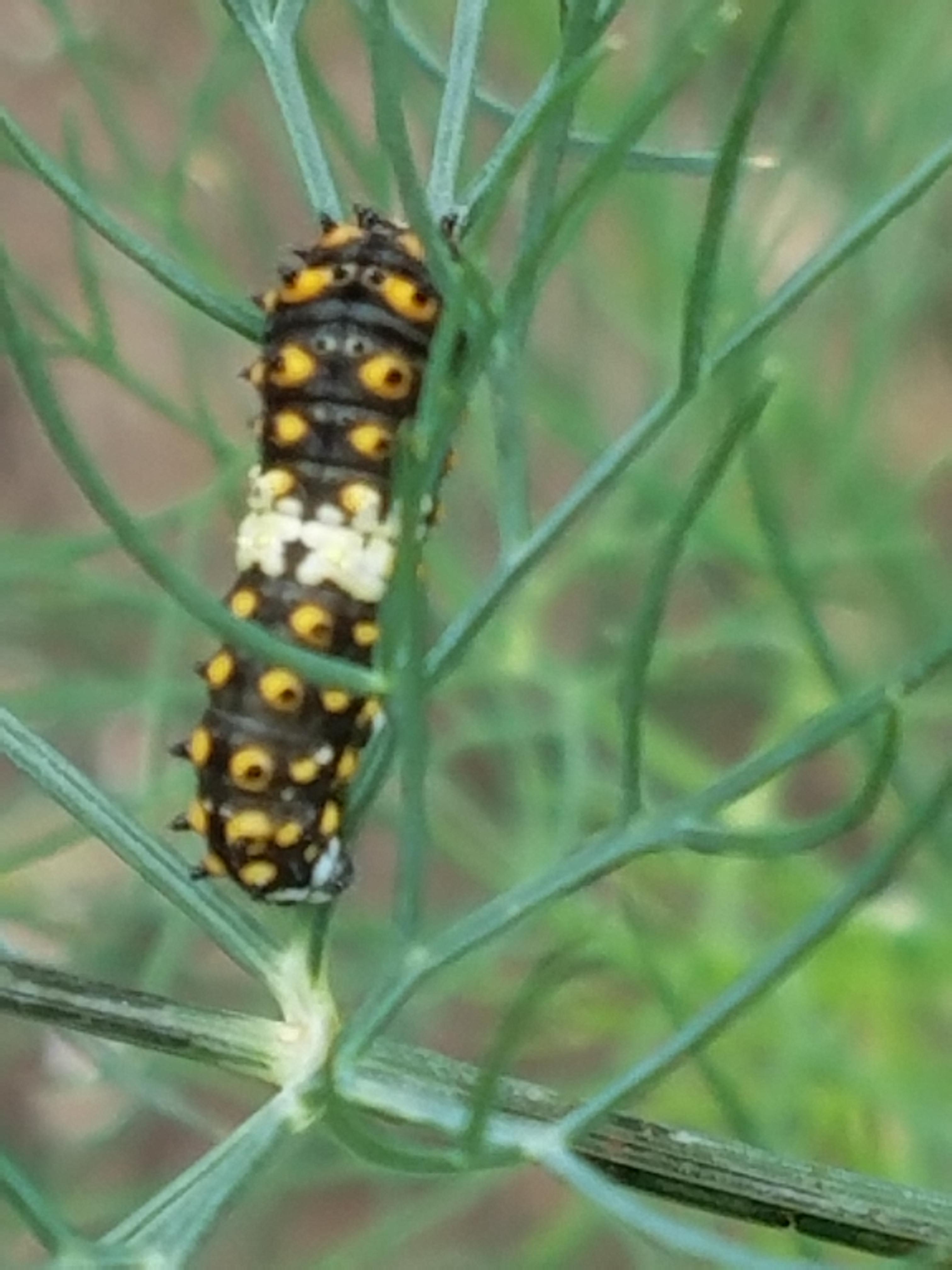 Identification help. Baltimore, Maryland on a dill plant. r/caterpillars