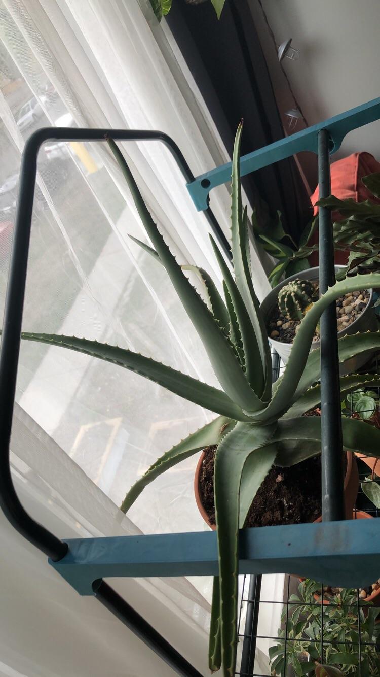 Hard to get a good pic because she’s so big but look at the candelabra