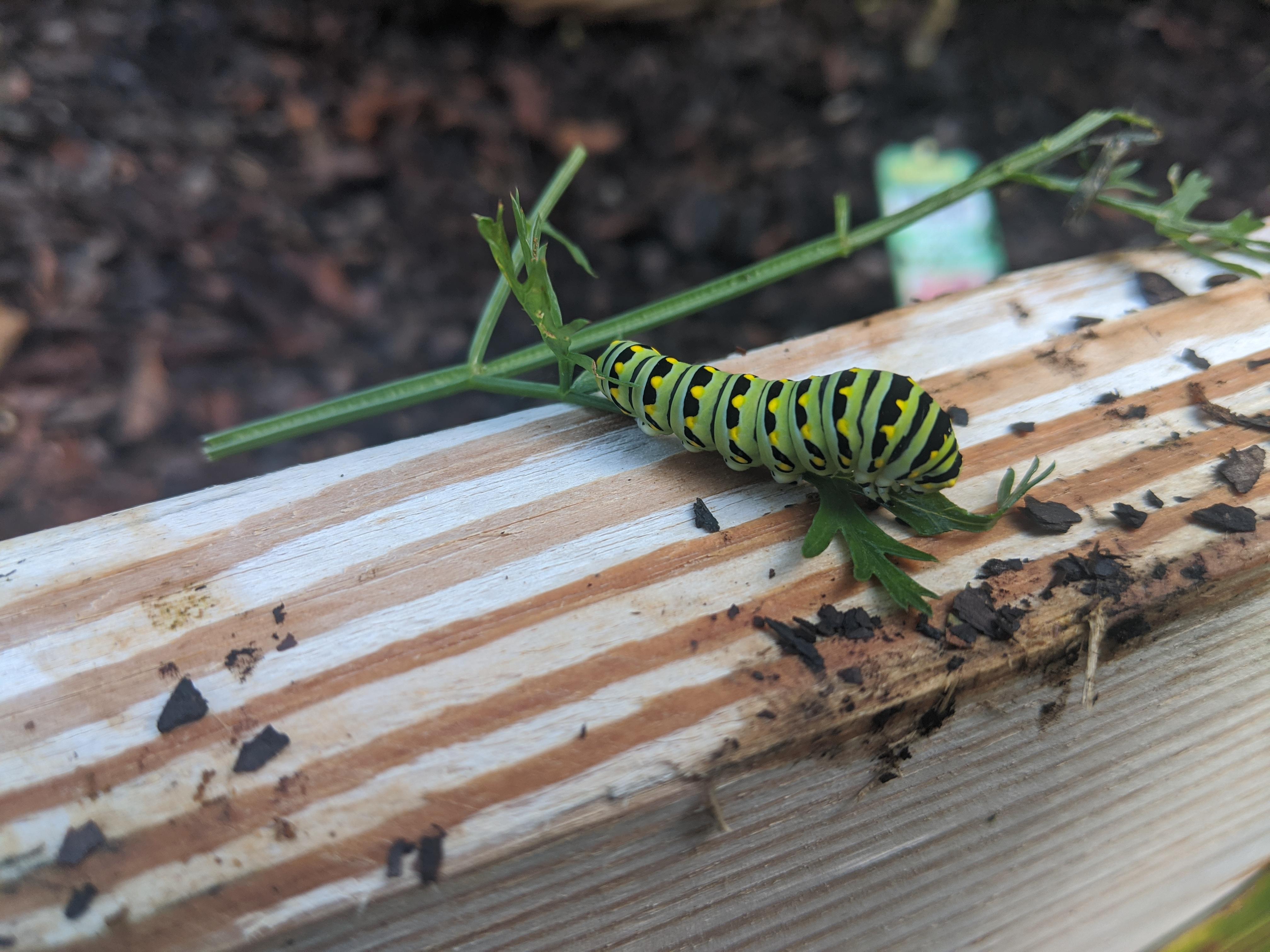 What's this caterpillar found on carrots? r/whatsthisbug