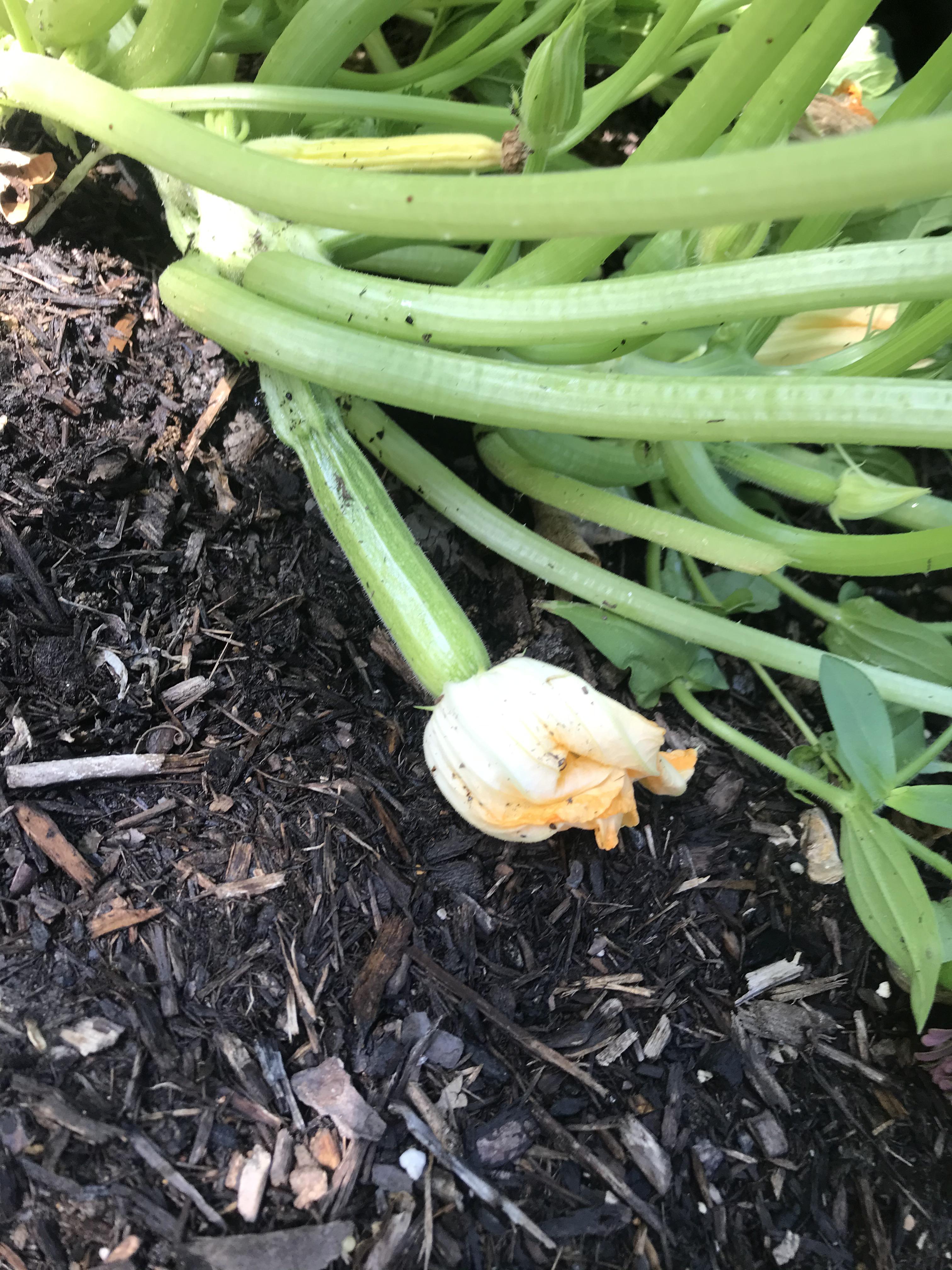 Zucchini coming in! it's my first time having a garden and i'm happy to