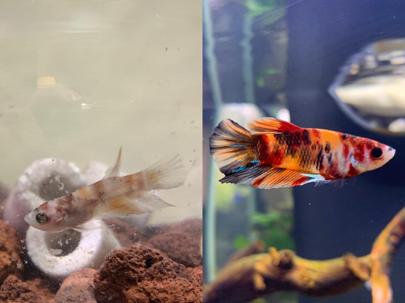 From the most ill looking betta at Petsmart to thriving in his own