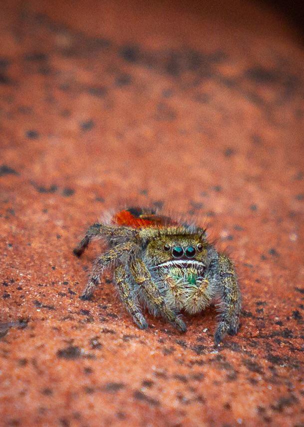 is this a good enclosure for a jumping spider? also, since i have coir