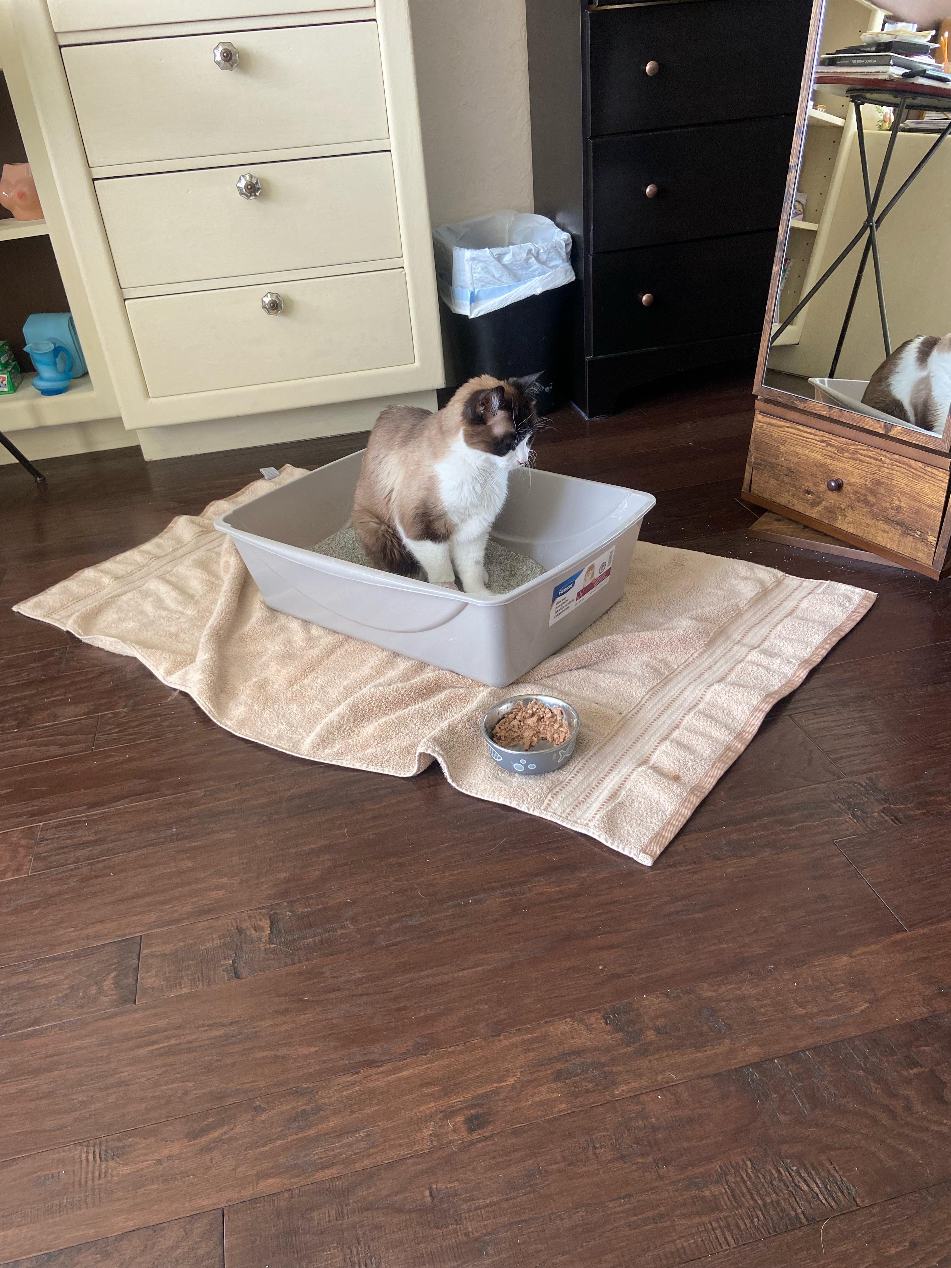 Hurt paw and litter box use? r/catcare