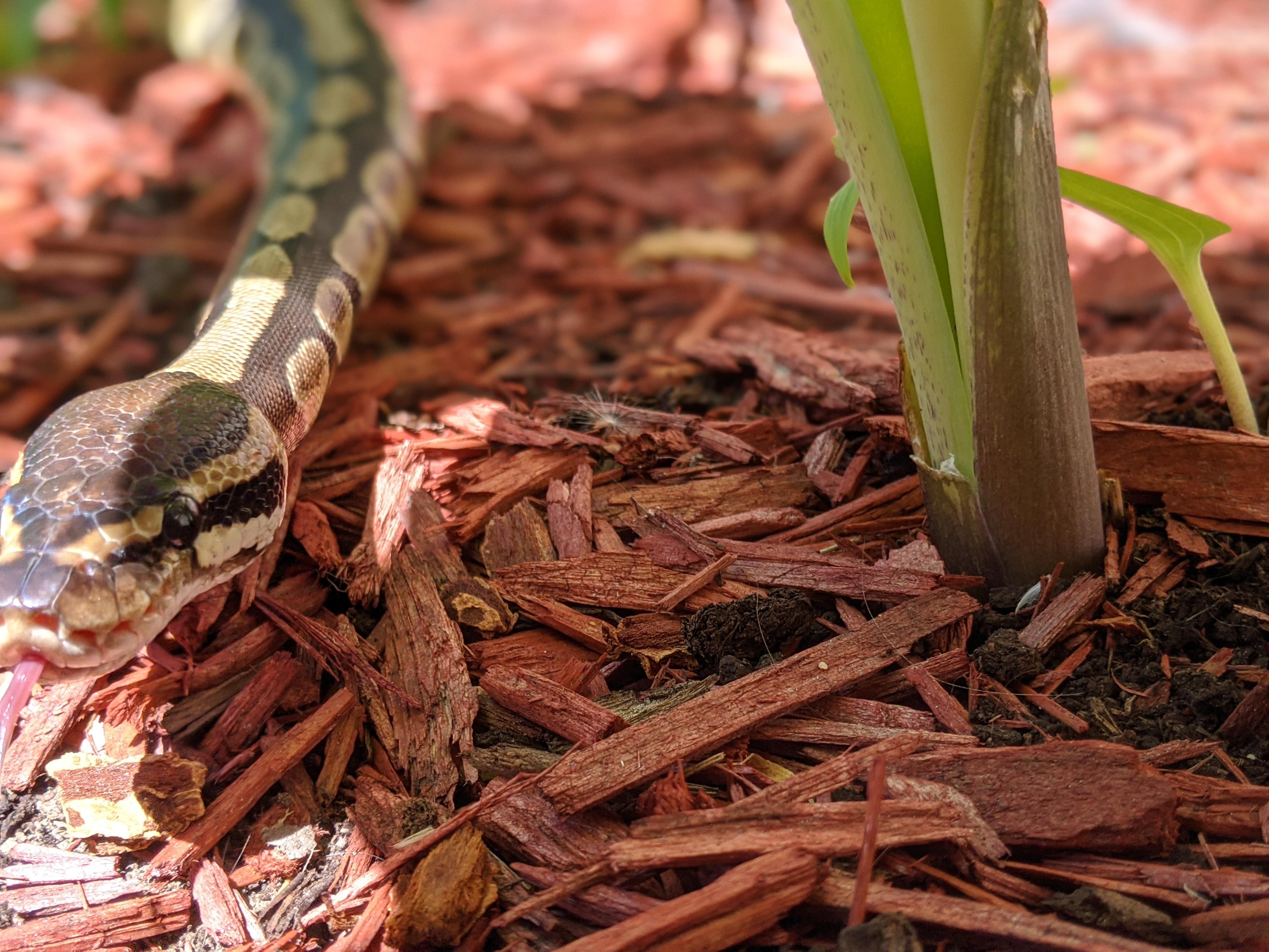 Had Roswell out in the garden today 🐍🌱 Sneks