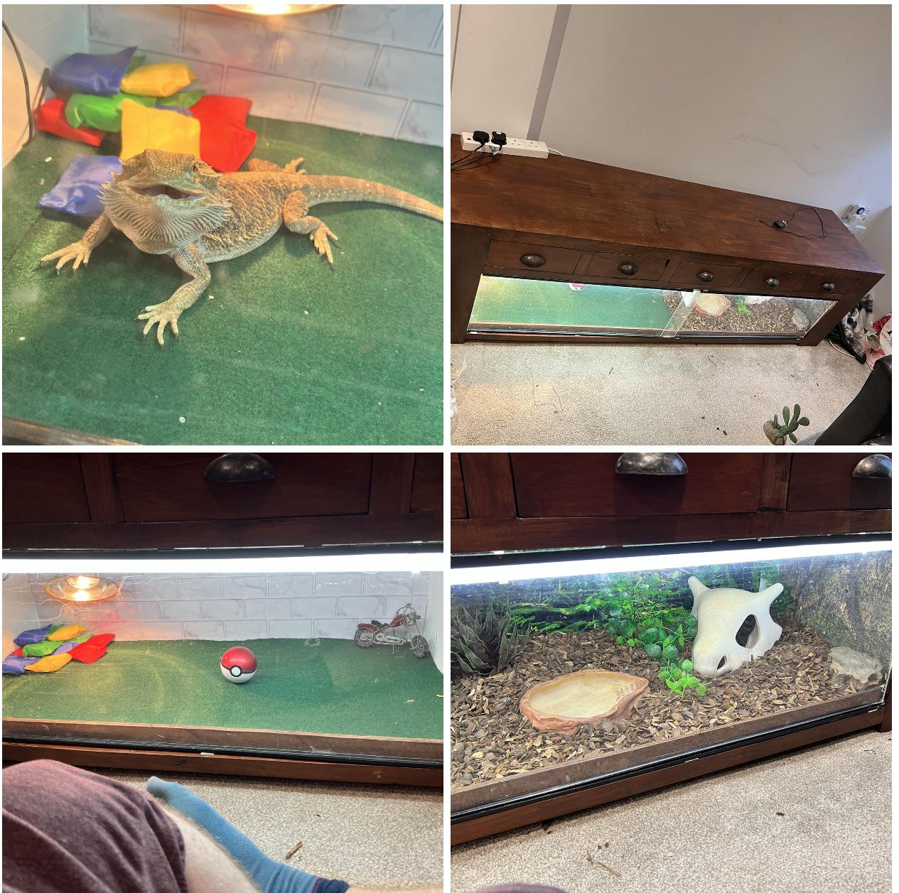 Finally finished building my bearded dragon a new viv (I know I need