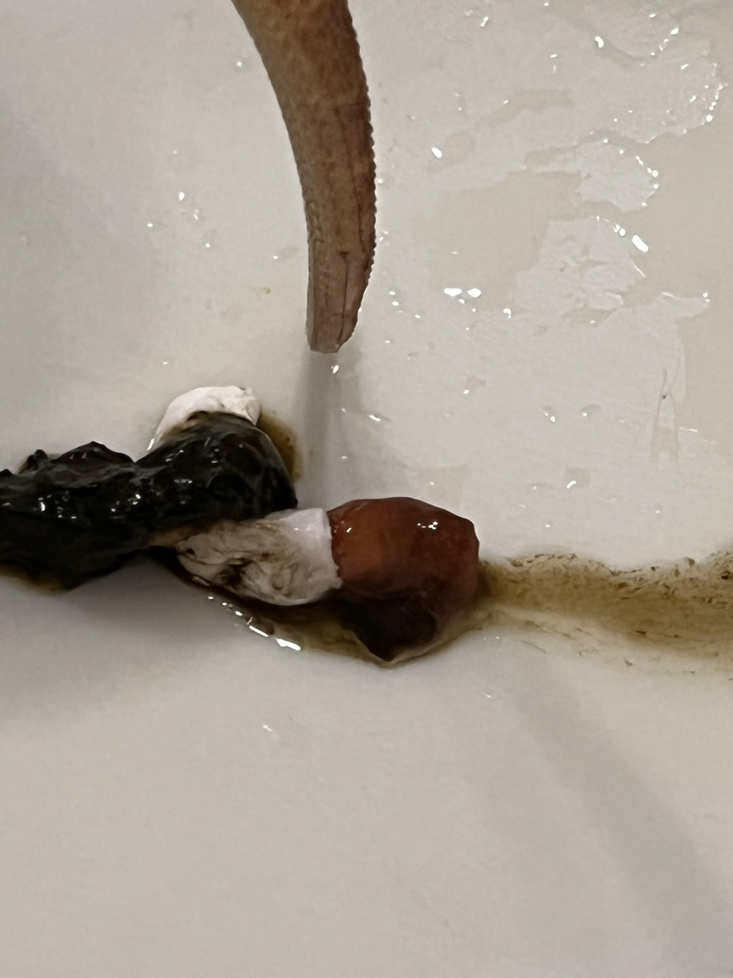 Does anybody know what this is in my beardies poop? r/BeardedDragons