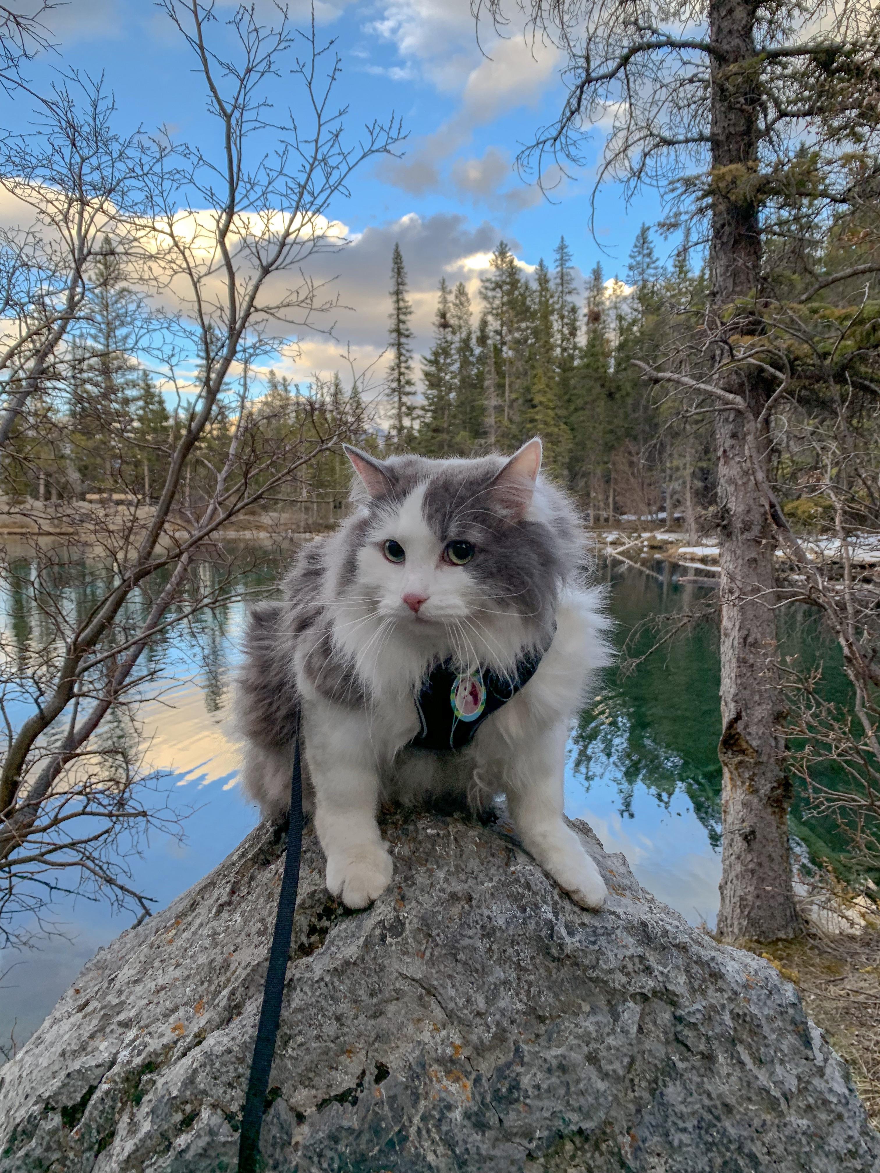 Cats like a day at the beach too! r/cats