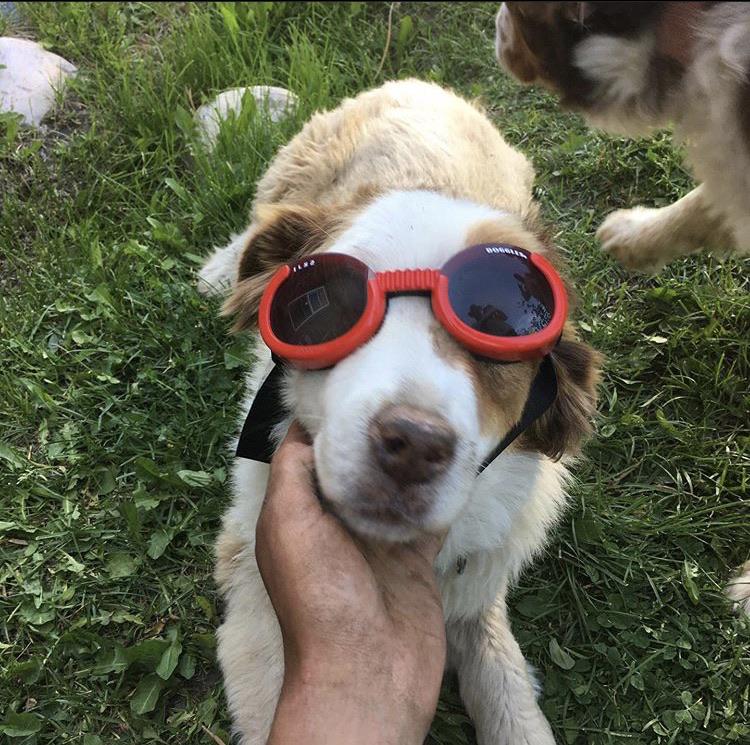 Roper, my working dog r/Doggles