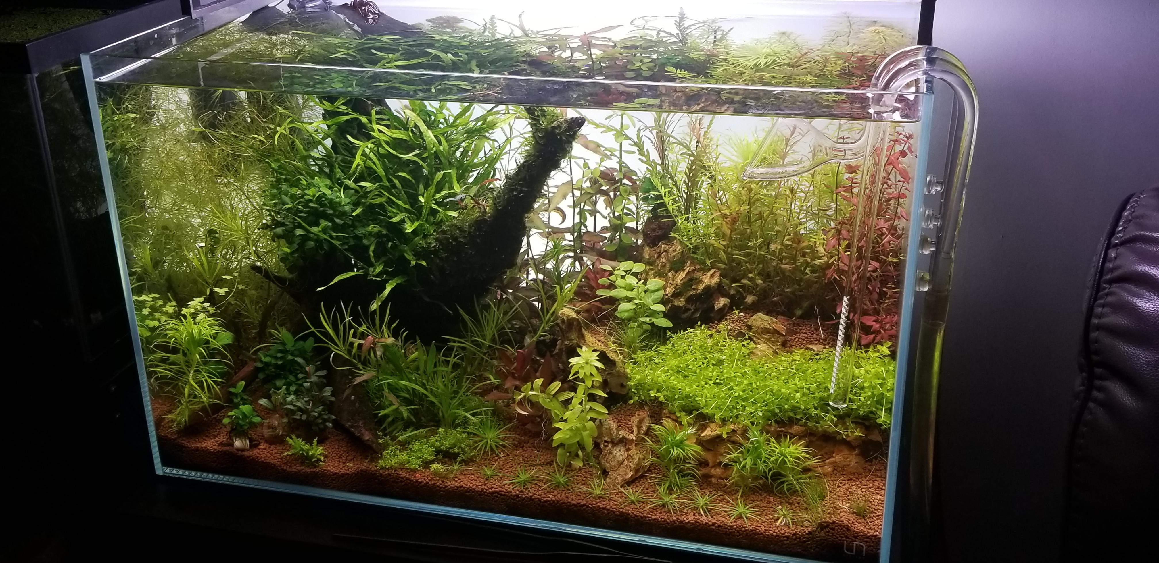 My Zen Corner!!! r/Aquariums