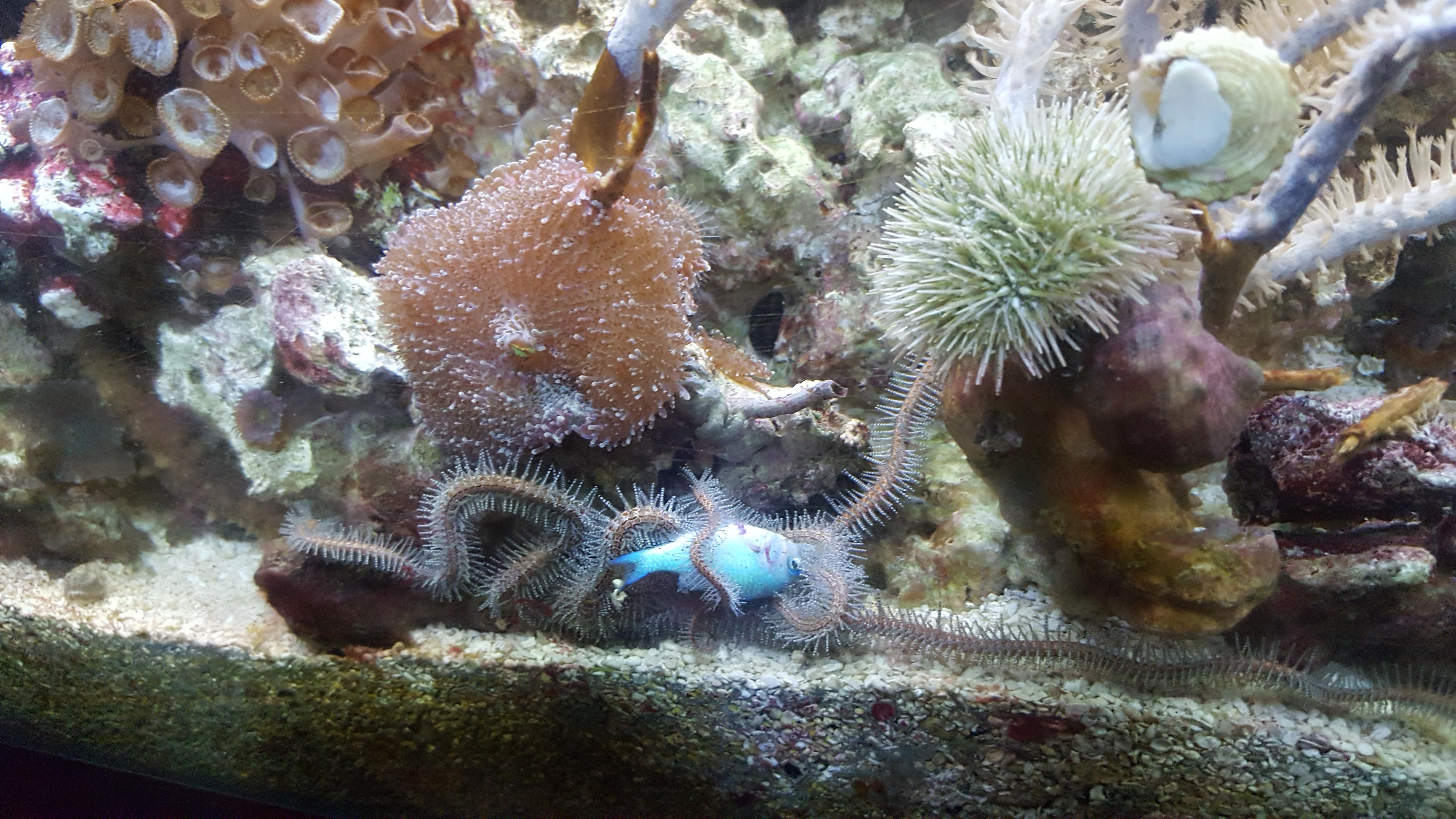 Brittle star eating dead blue chromis in my home tank! r/natureismetal