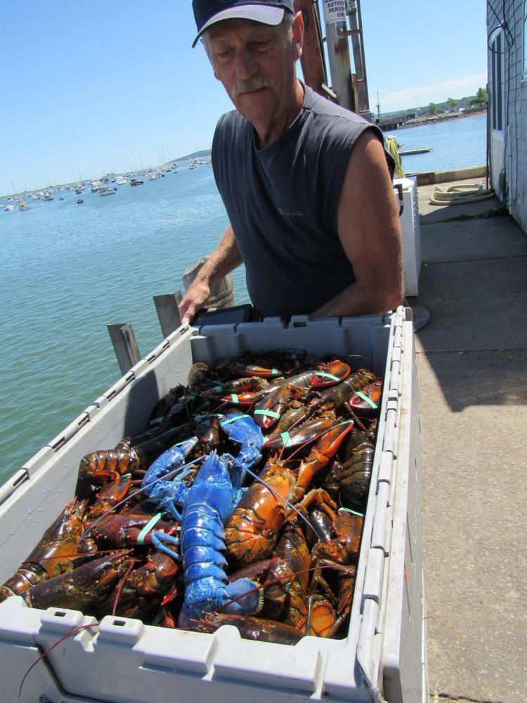 This bright blue lobster caught on Cape Cod. r/interestingasfuck