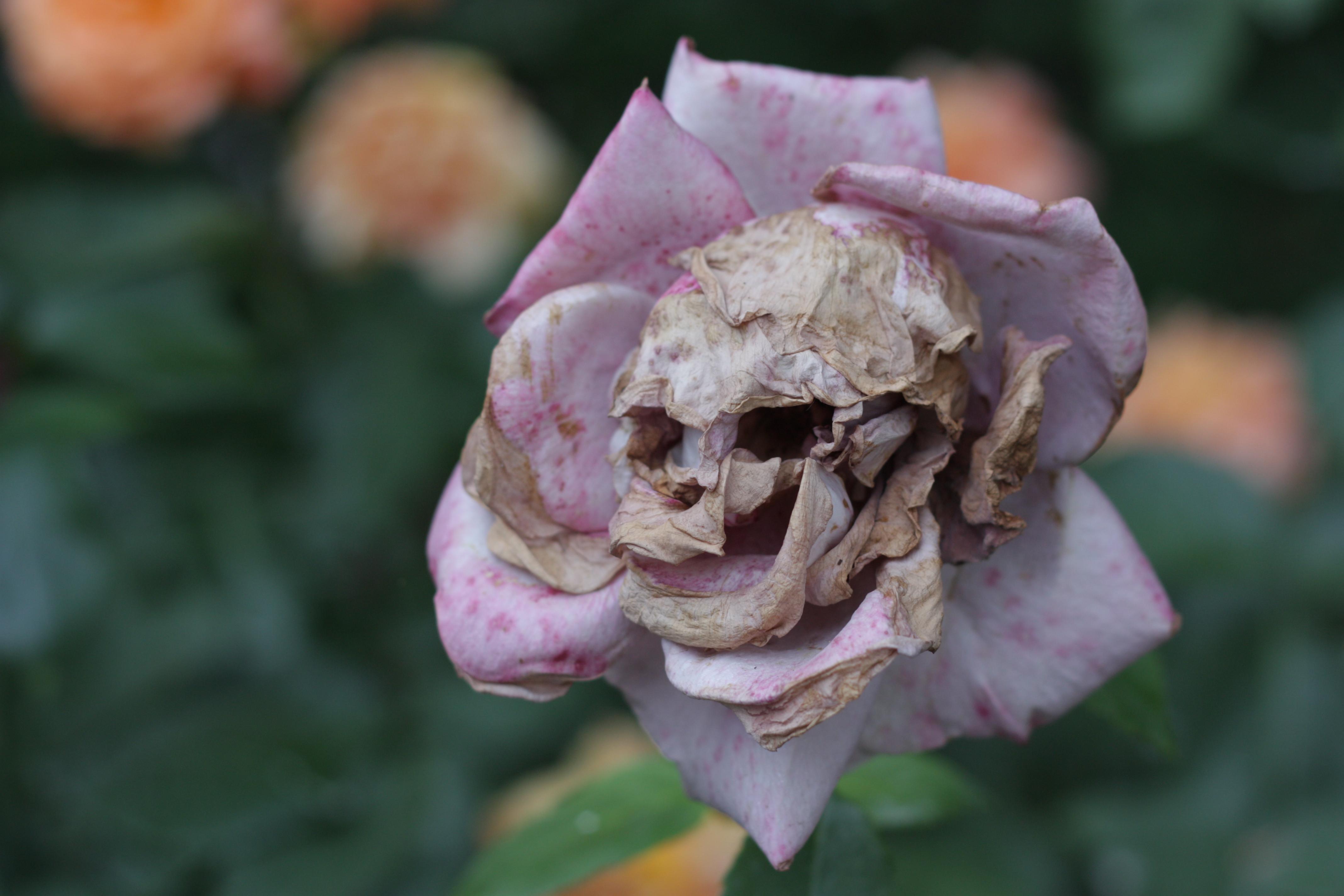 it's all about perspectivea withering rose containing a skull. r