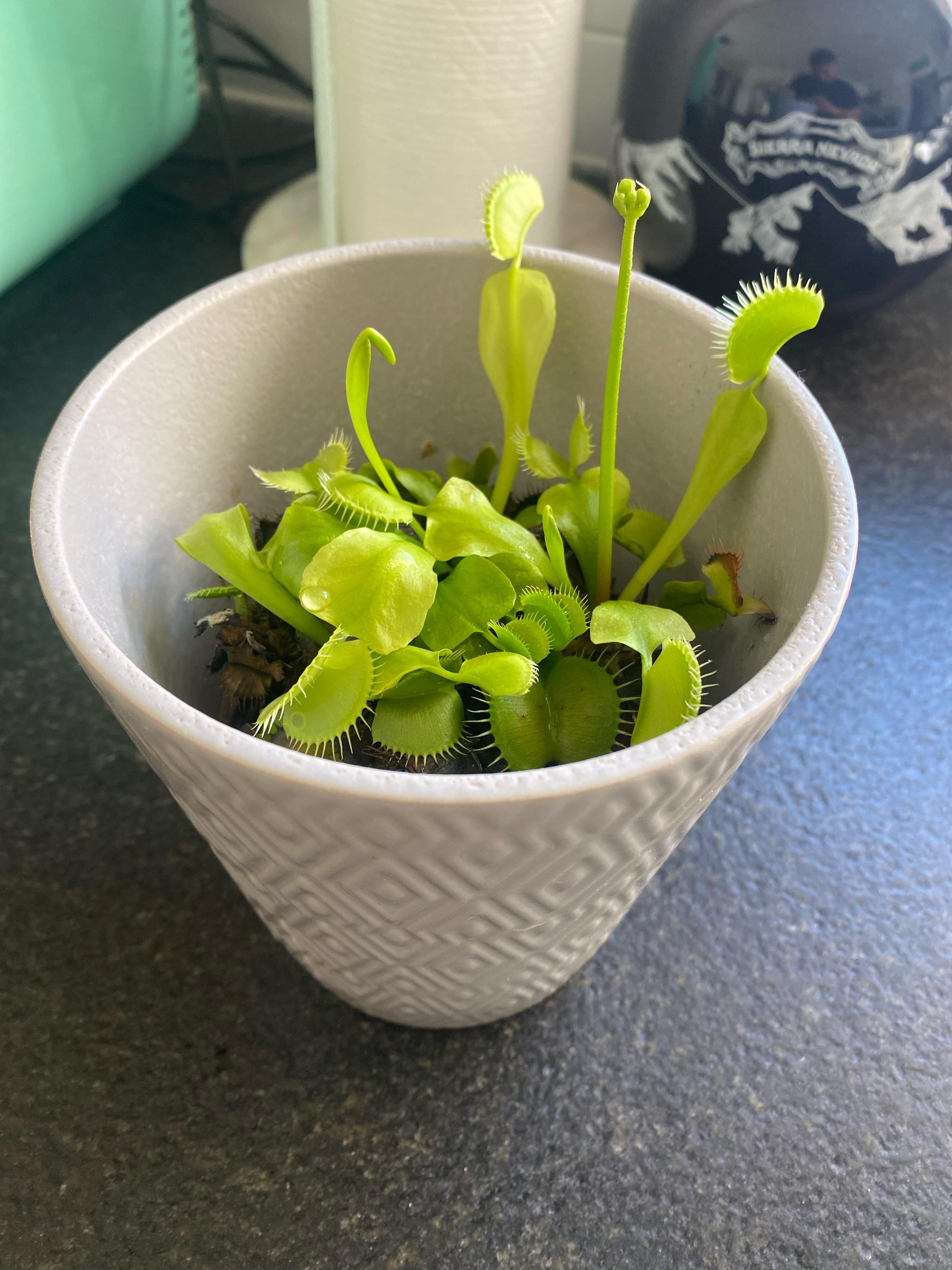 One year of keeping my Venus Fly Trap alive! plants