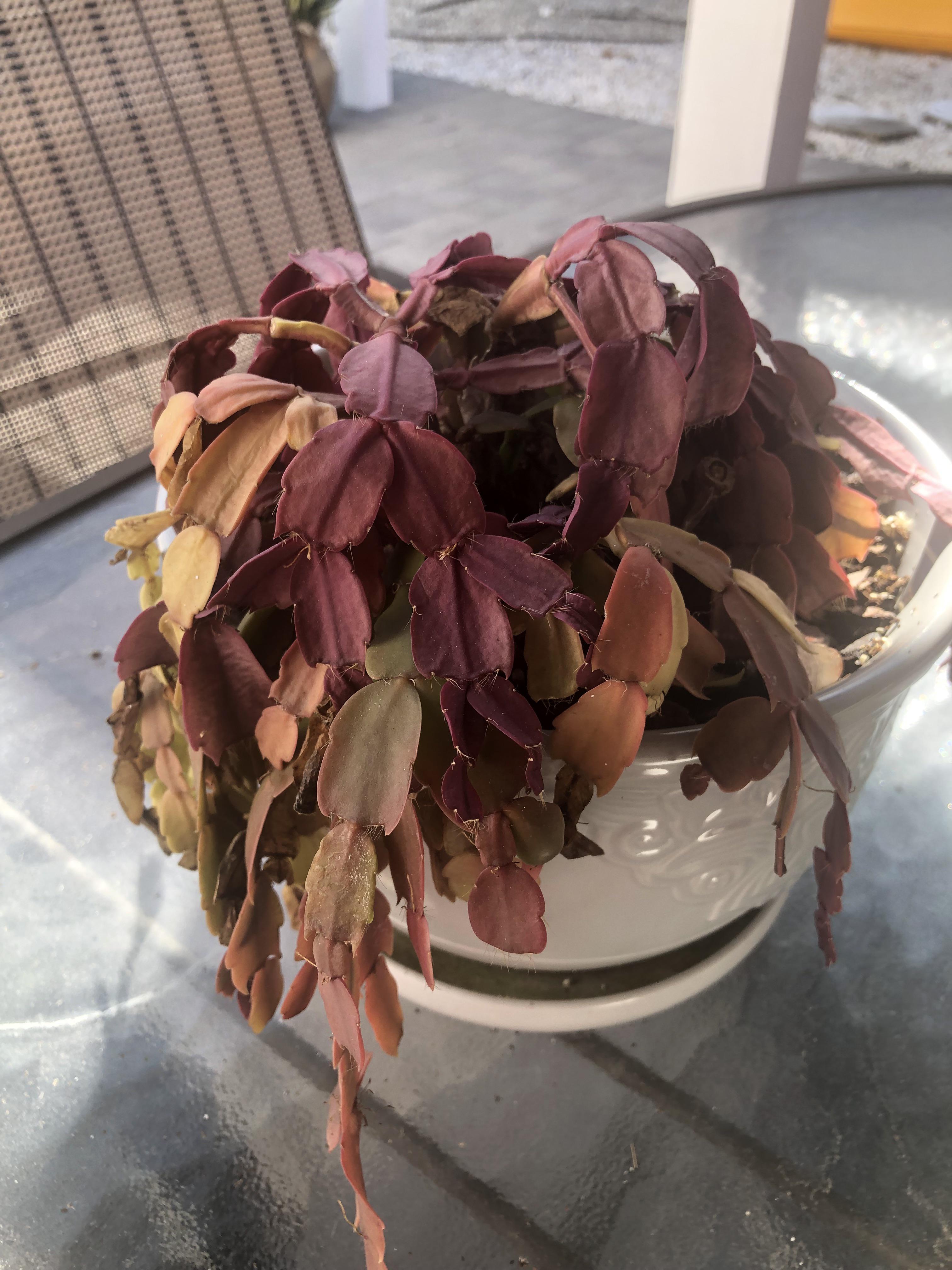 Christmas cactus is droopy and sad. plantclinic