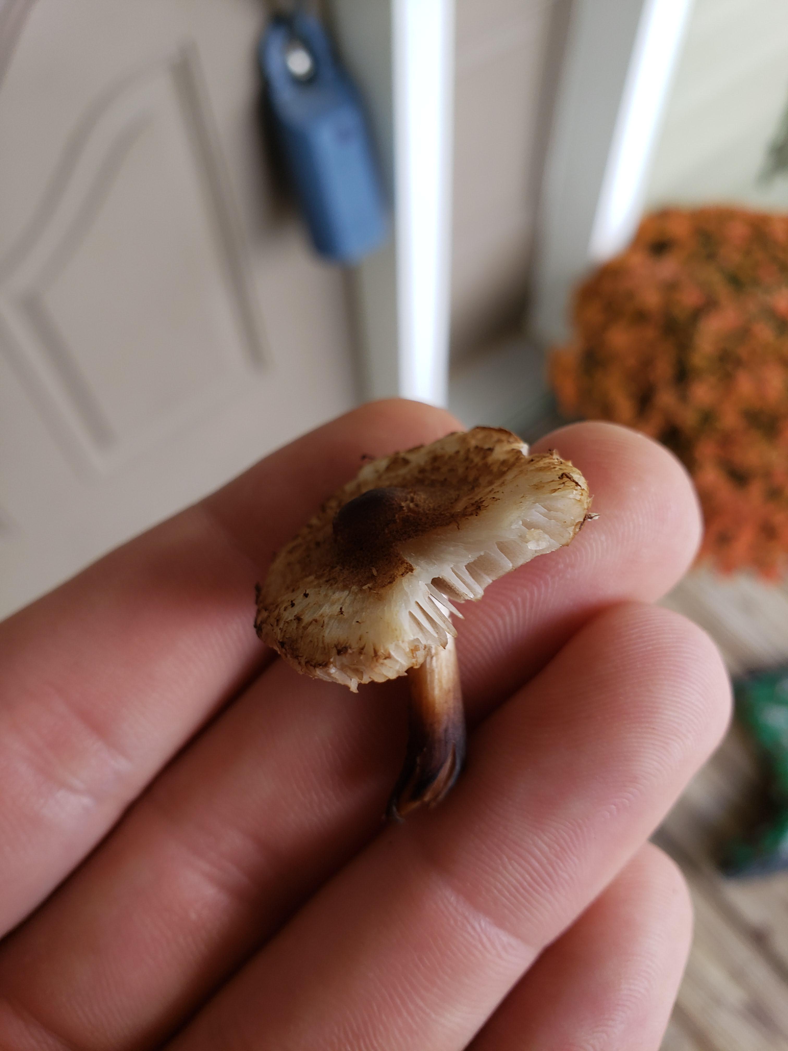Need help identifying this mushroom found in eastern Kentucky r/ShroomID