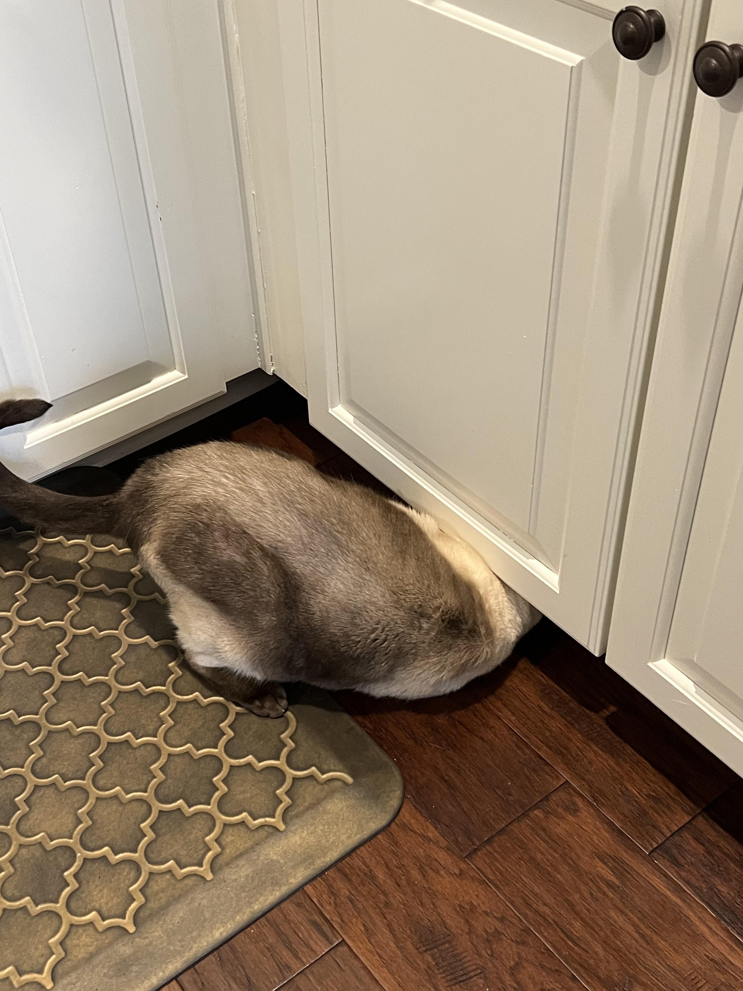 my cat sticks his head UPSIDE DOWN under the to lick them r