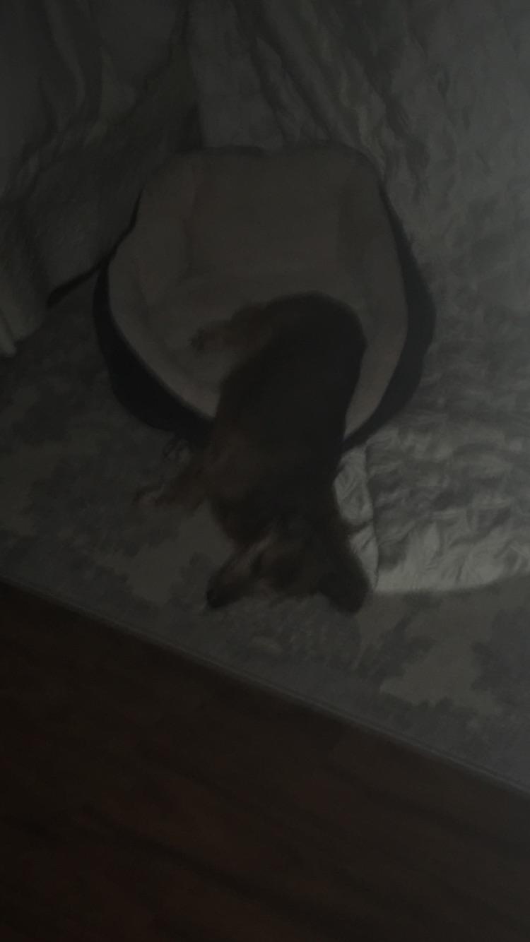 My dog loves his new bed but doesn’t know how to fit in it! r/Dachshund