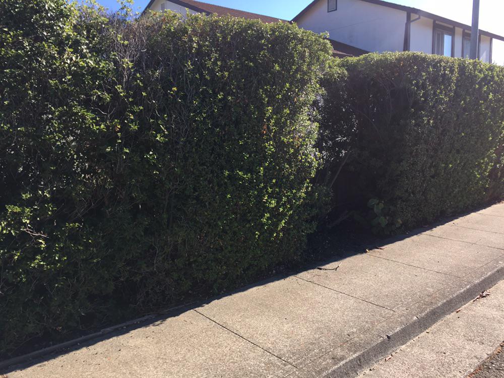 Help! Sections of the hedge are dying. What should I do? r/landscaping