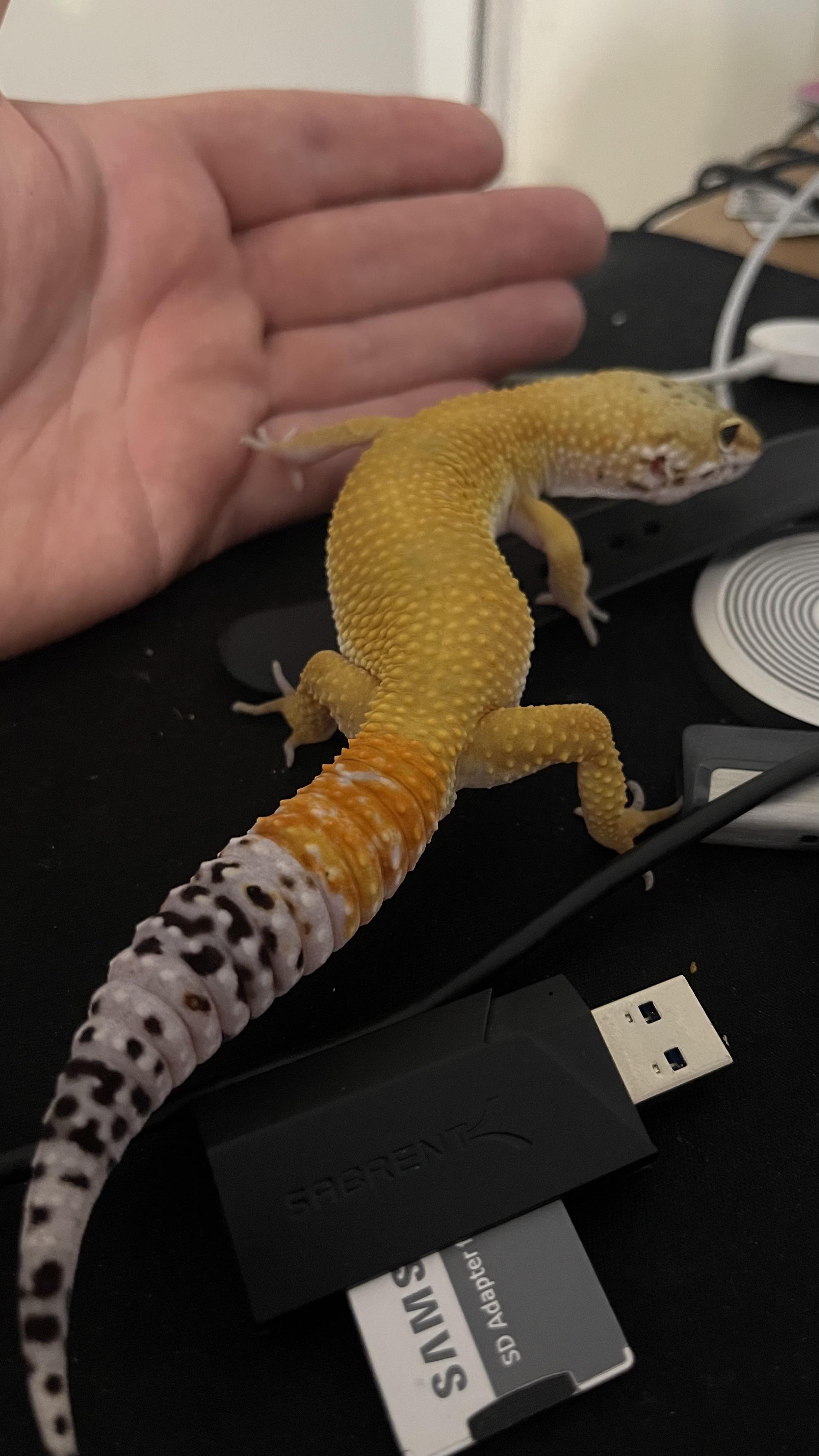 How long can they stay out the tank for? Couldn’t find a firm answer