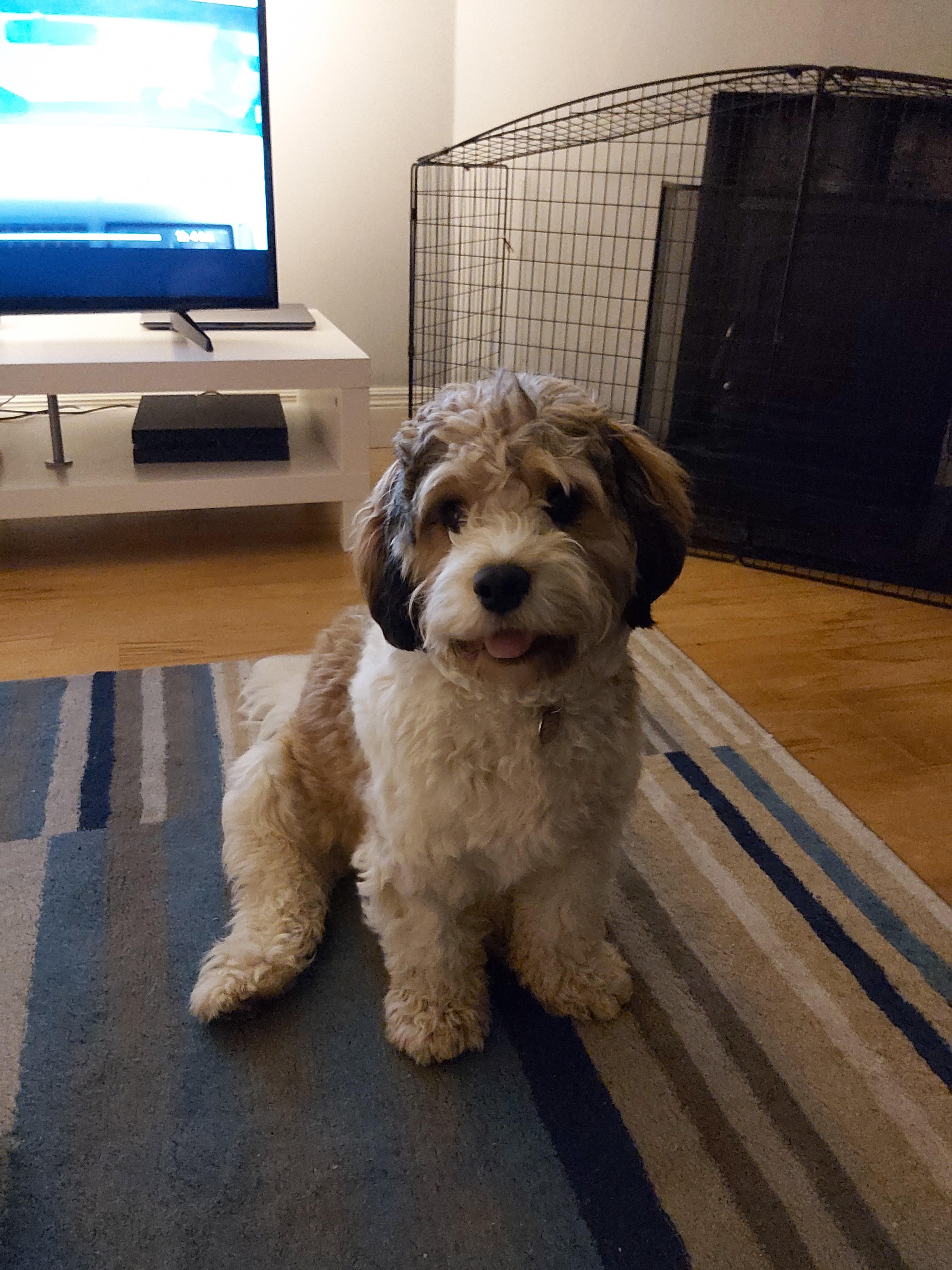 Cavachon Full Grown