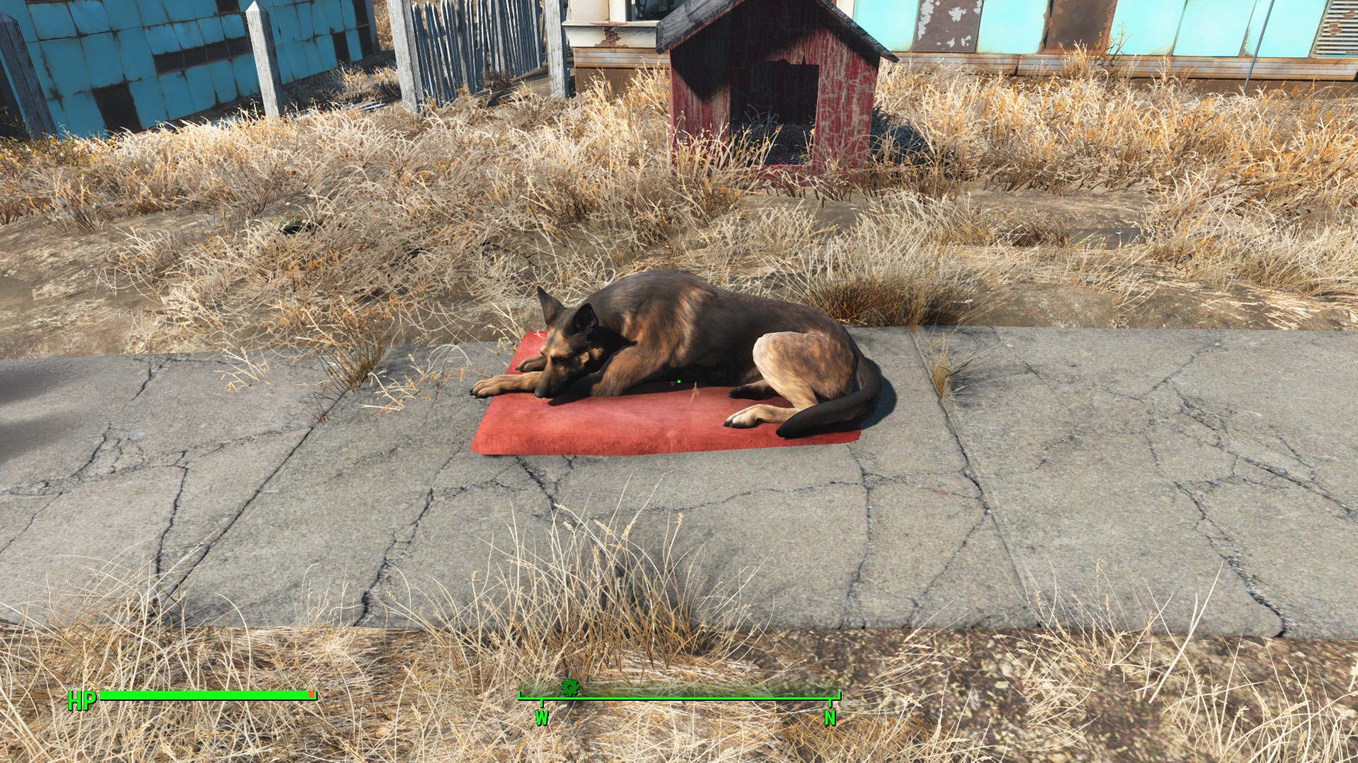 Dogmeat taking a nap in the sun in Sanctuary, he seems pretty pleased