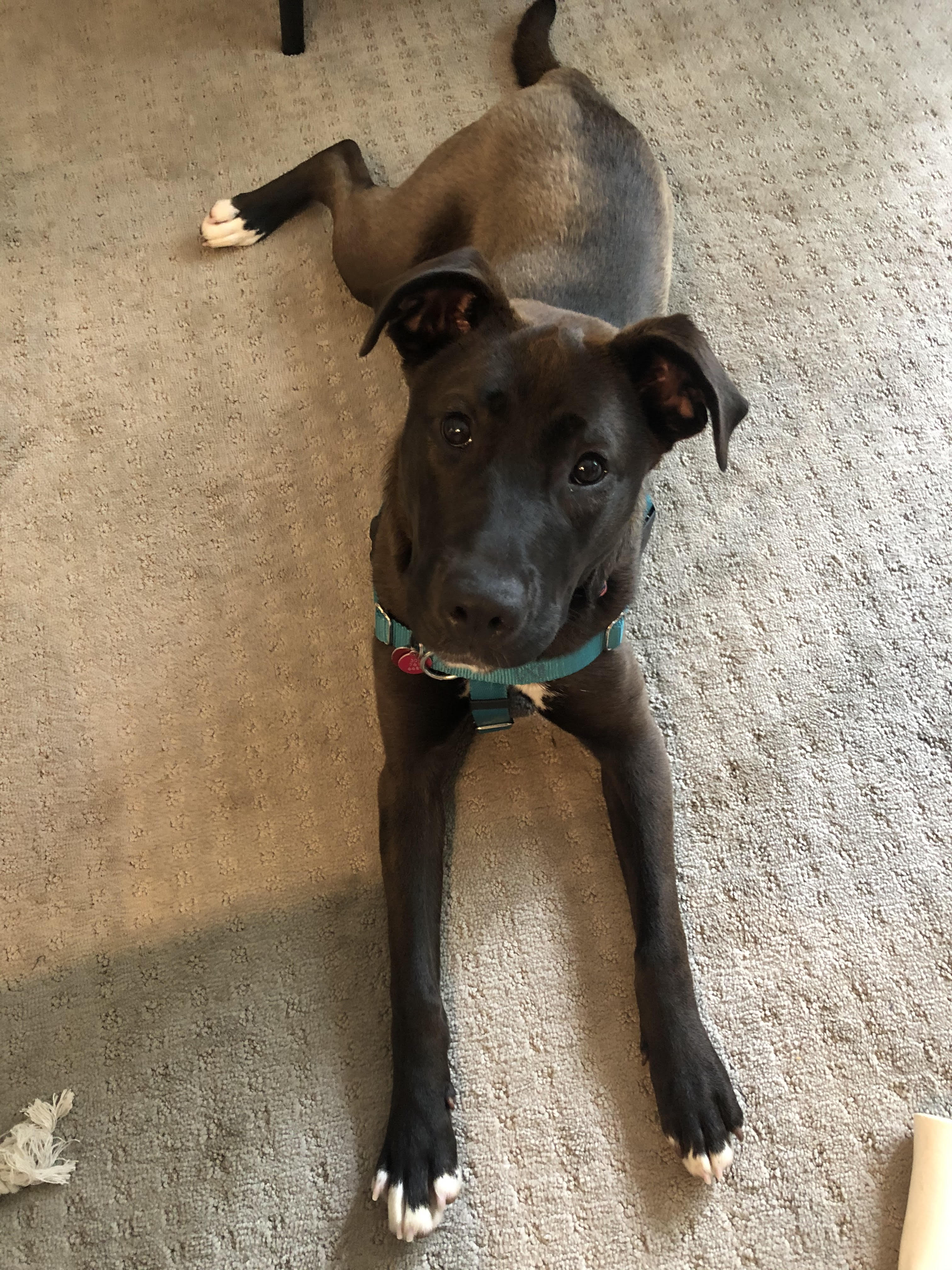 10 months 45 pounds. Probably part lab, but also has white spots on