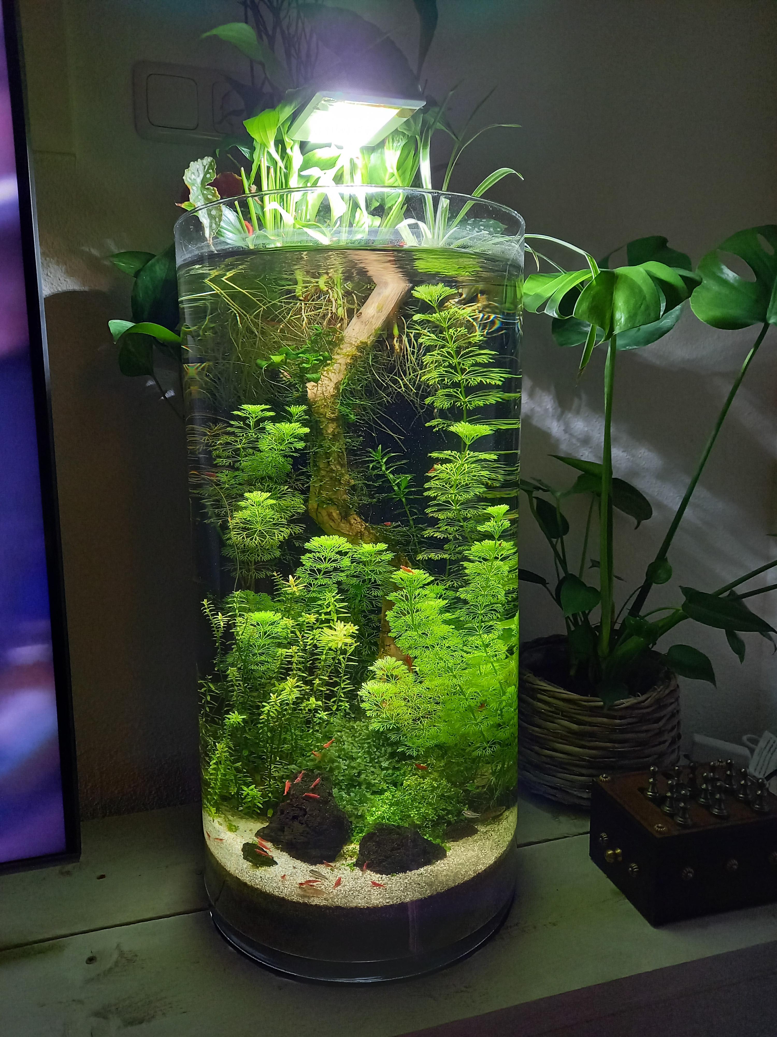 7 Month update picture on the big vase aquarium ) r/Aquariums