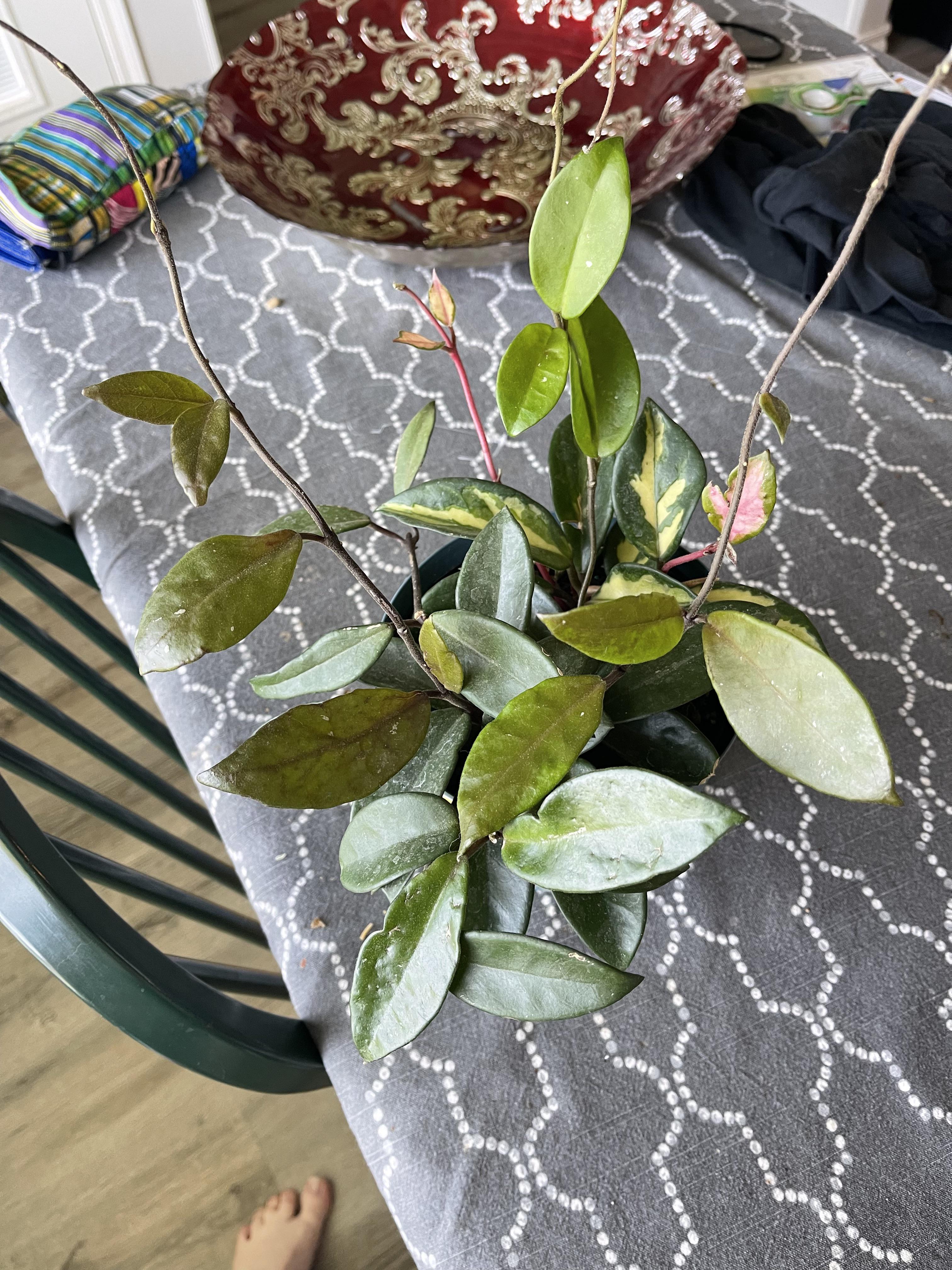 Home Depot find! r/hoyas