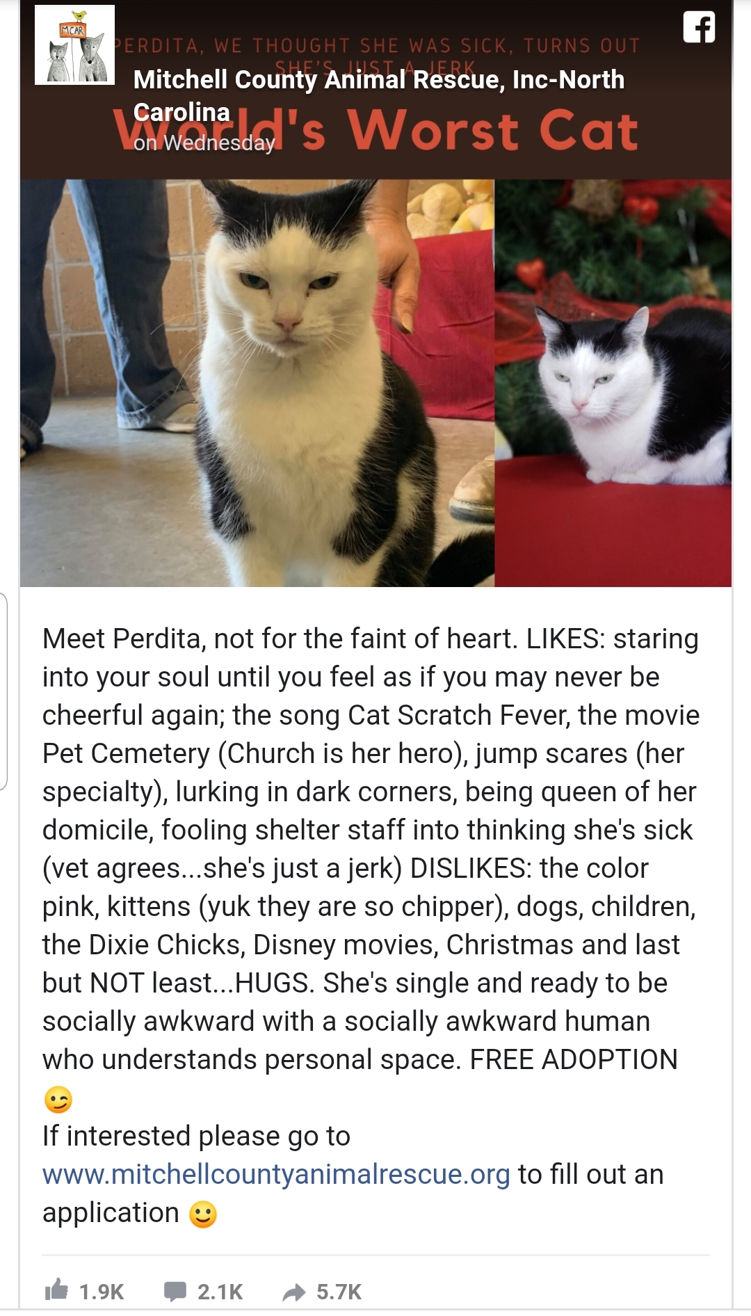 World's worst cat r/cats