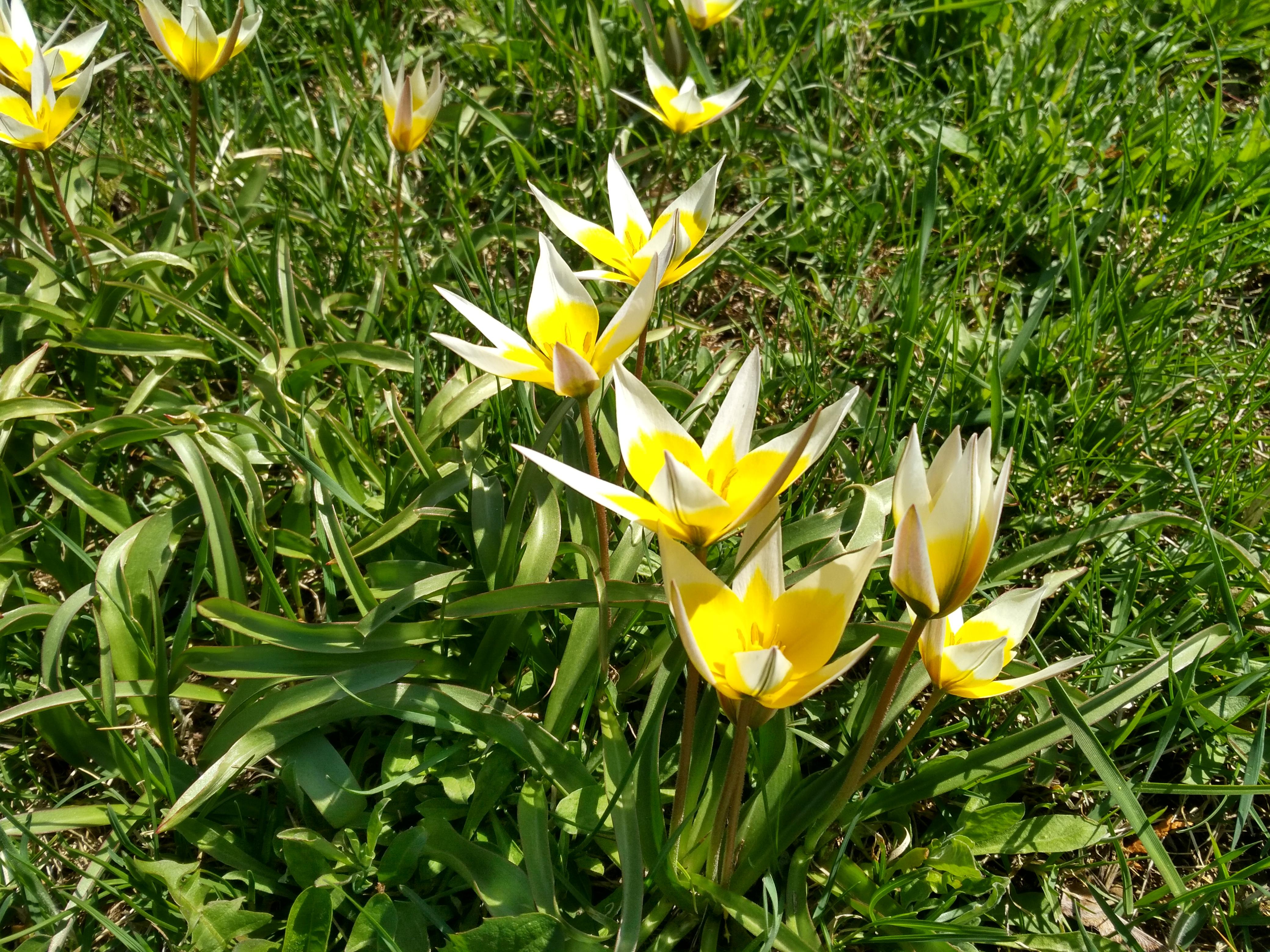 Found in Ukraine, in a wild flowerbed. r/whatsthisplant