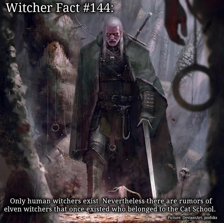 Elven Witchers? Yes please! r/witcher