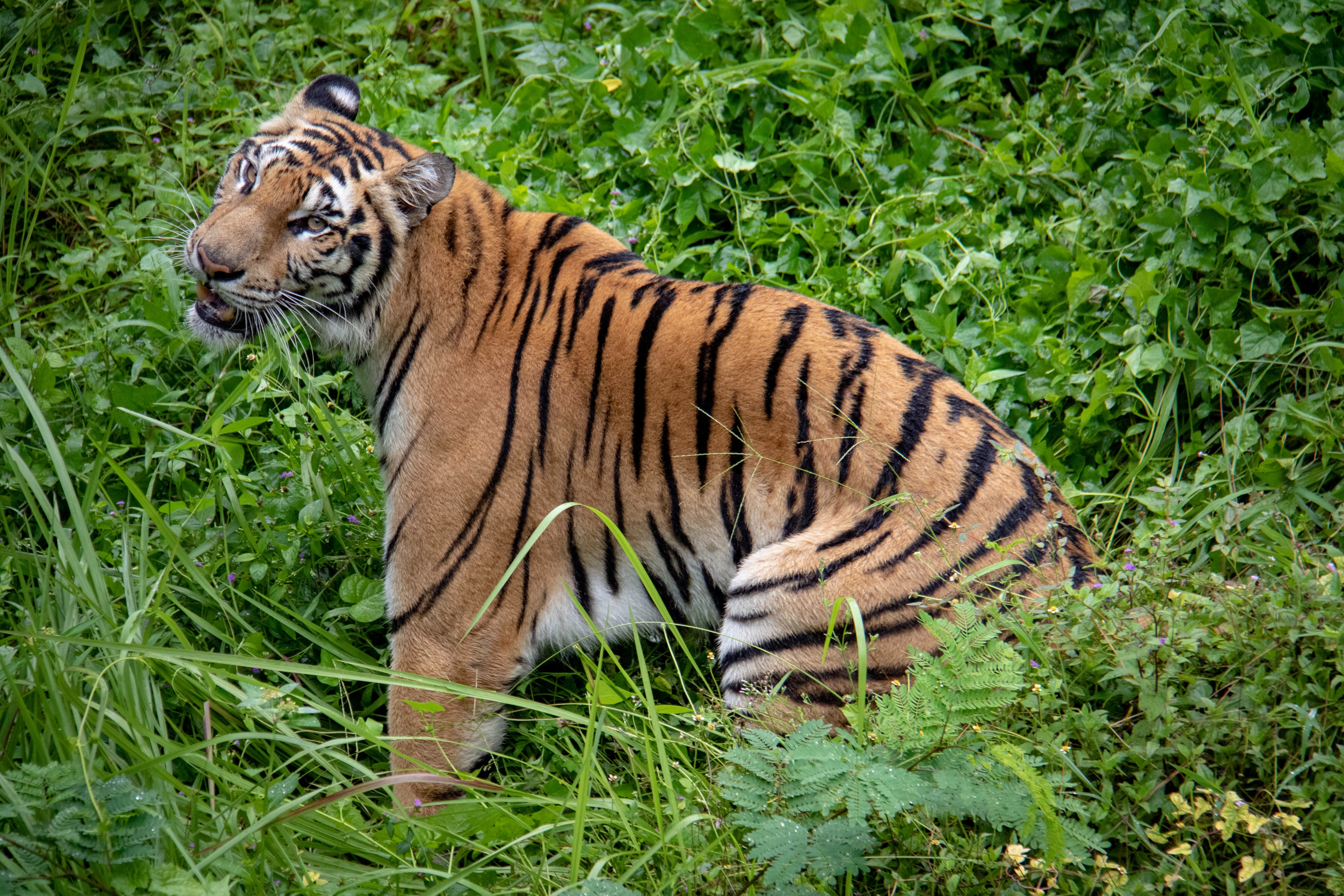 🔥 Tiger, Denpasar ,Bali (Photo credit to Nick Fewings) NatureIsFuckingLit