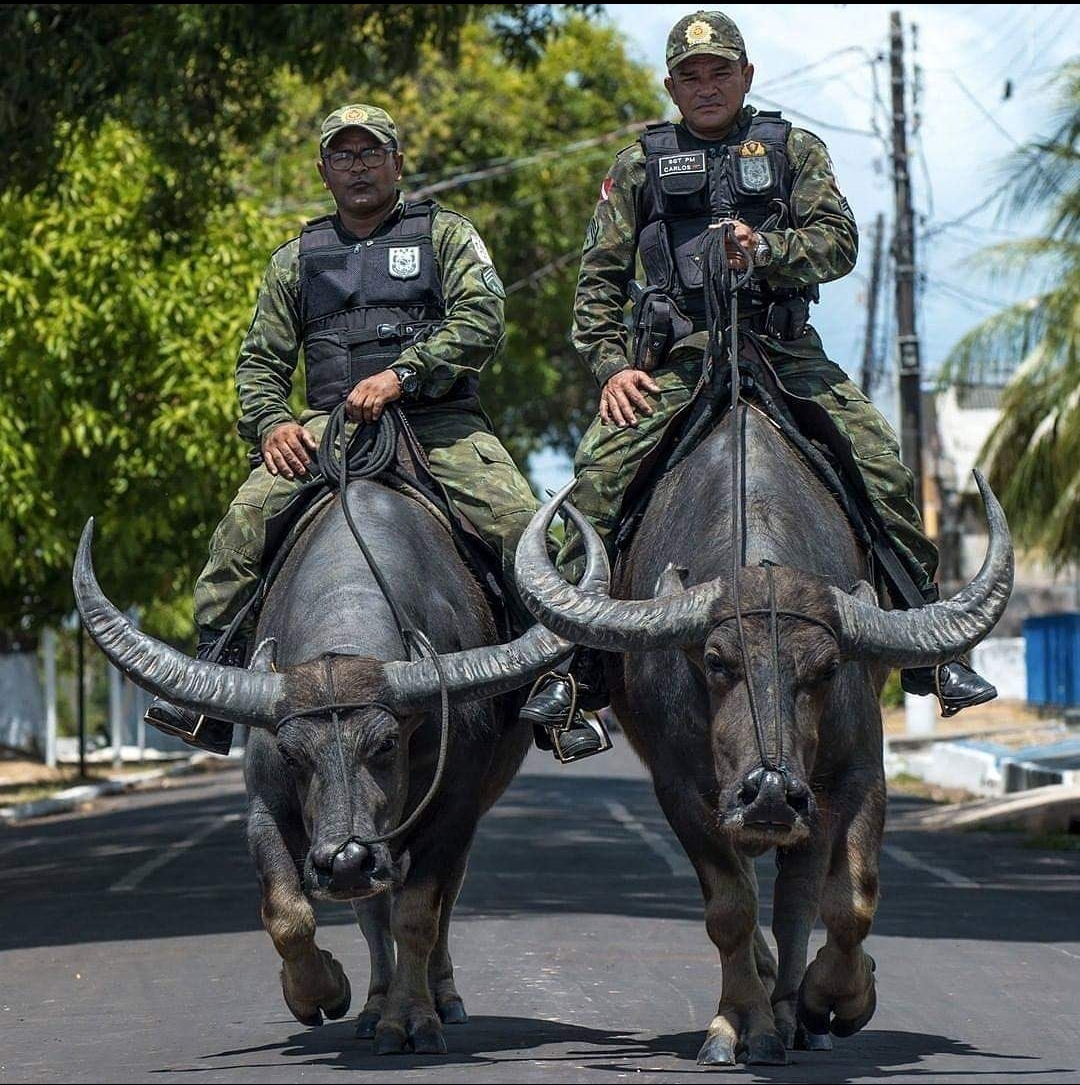 Patroling on some water buffalo r/ItHadToBeBrazil