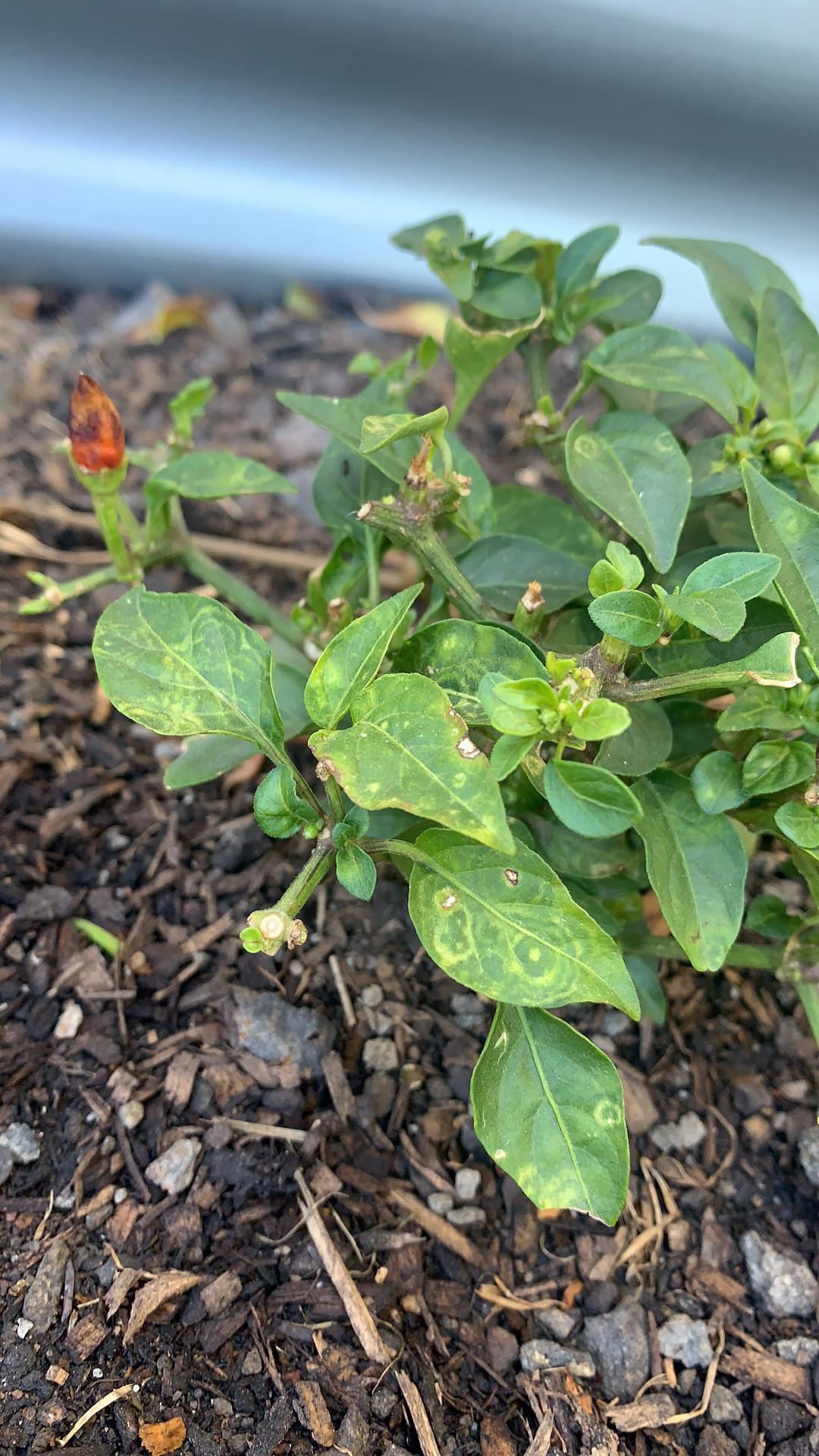 Help! My chili leaves have wired yellow patterns on it, is it pest? r/gardening