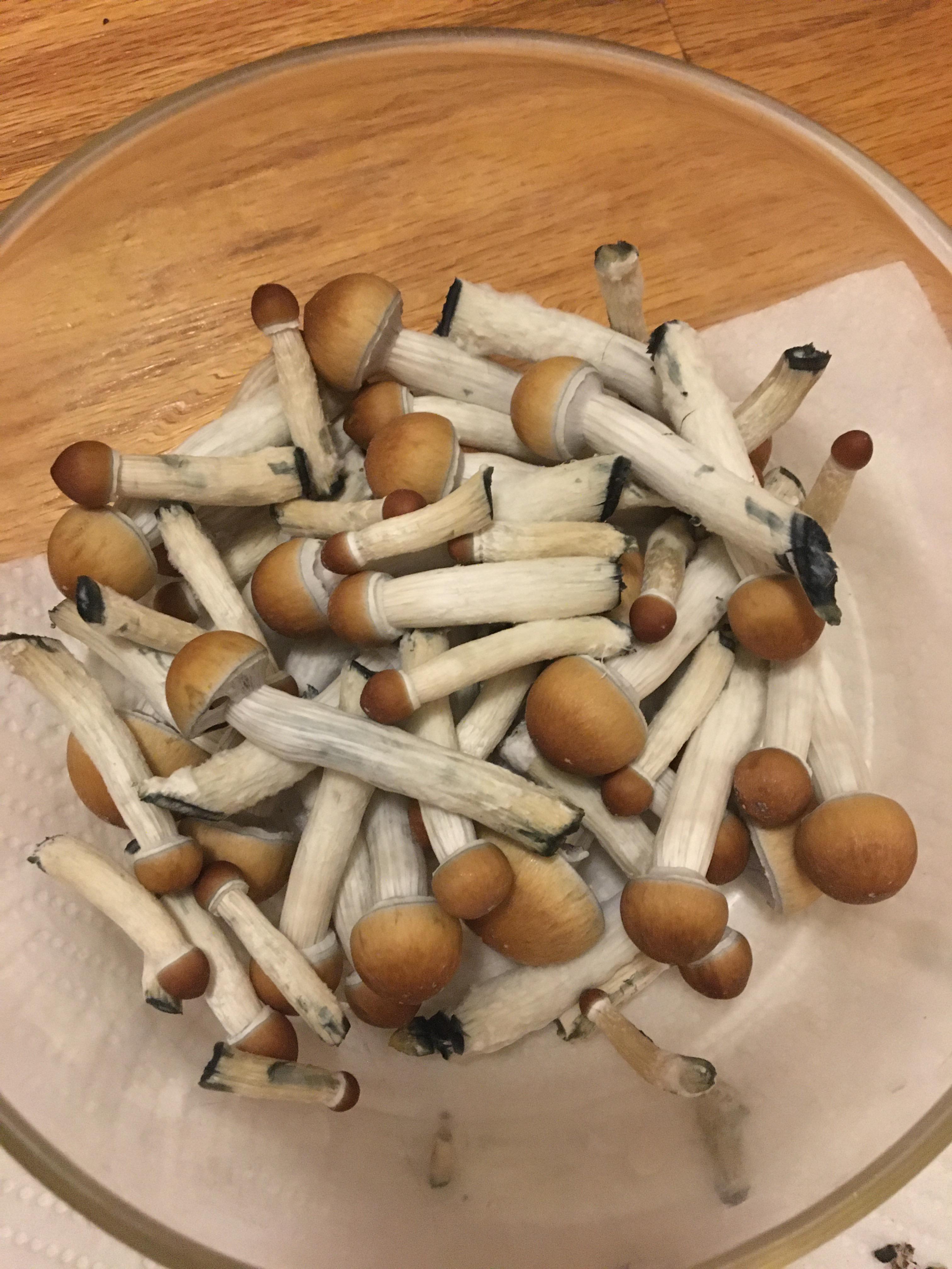 My first ever harvest of Golden Teacher r/shrooms