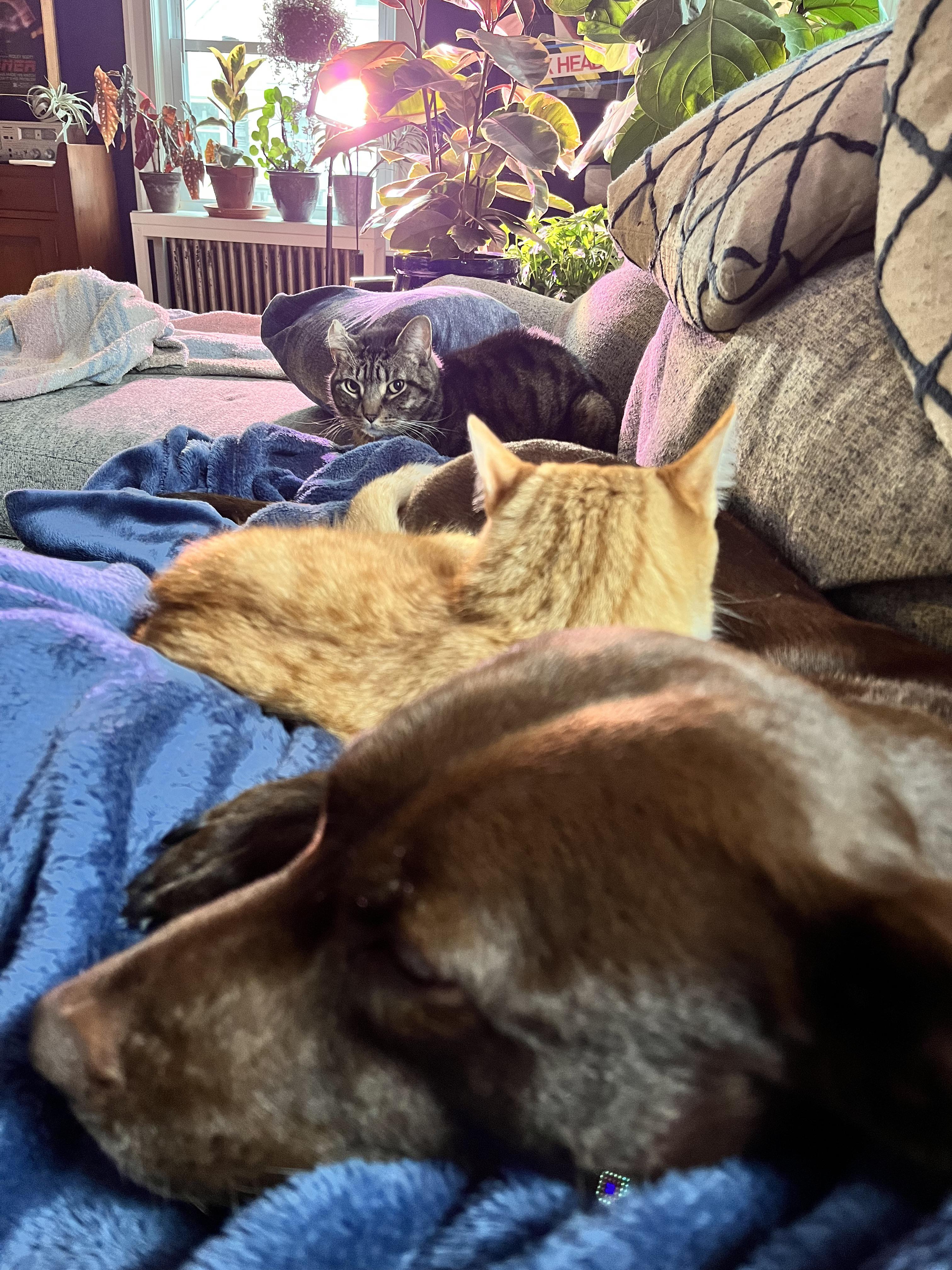 Do cats get jealous? r/cats