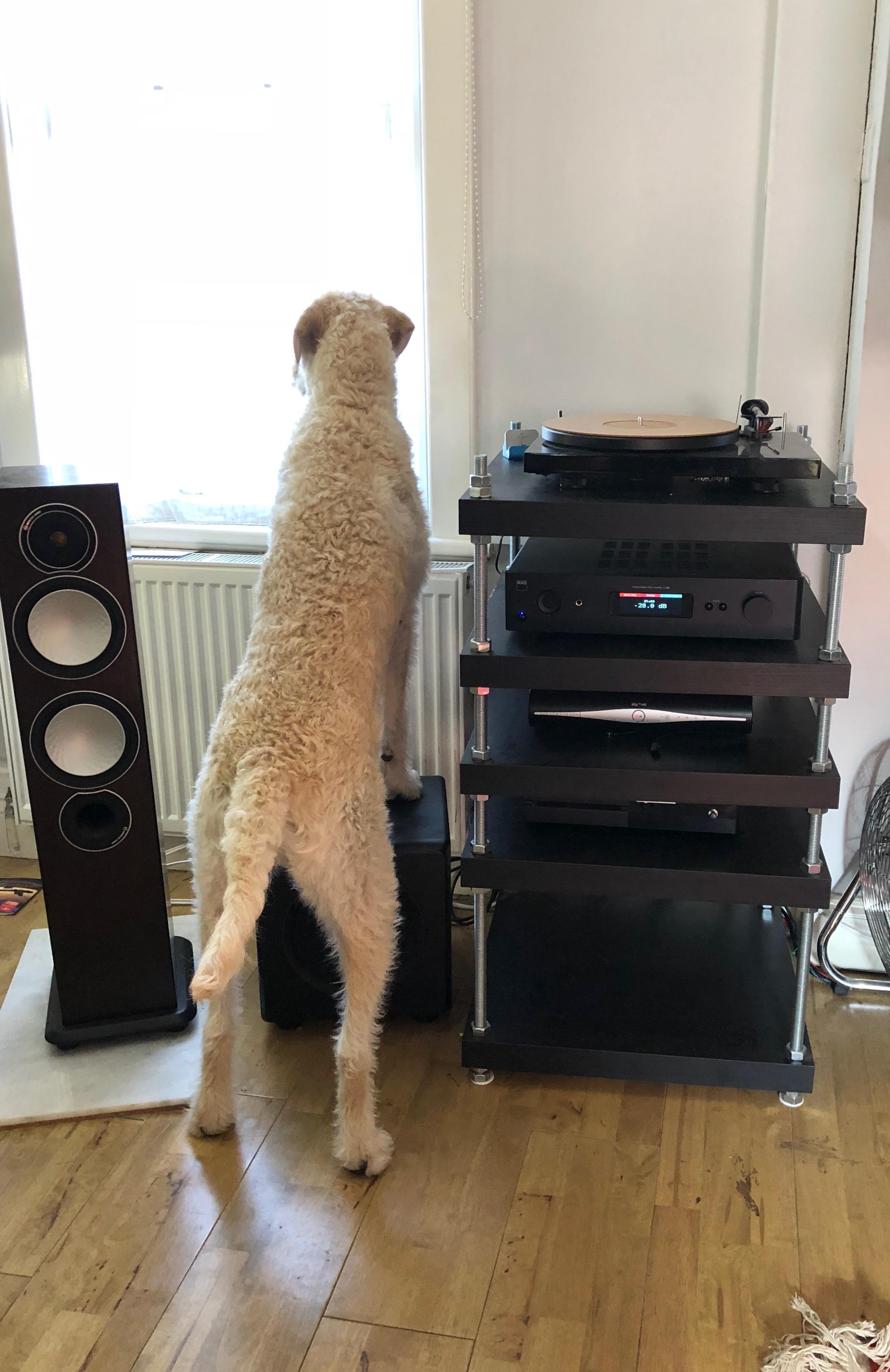 It would appear the woofer has decided the woofer is a great place to