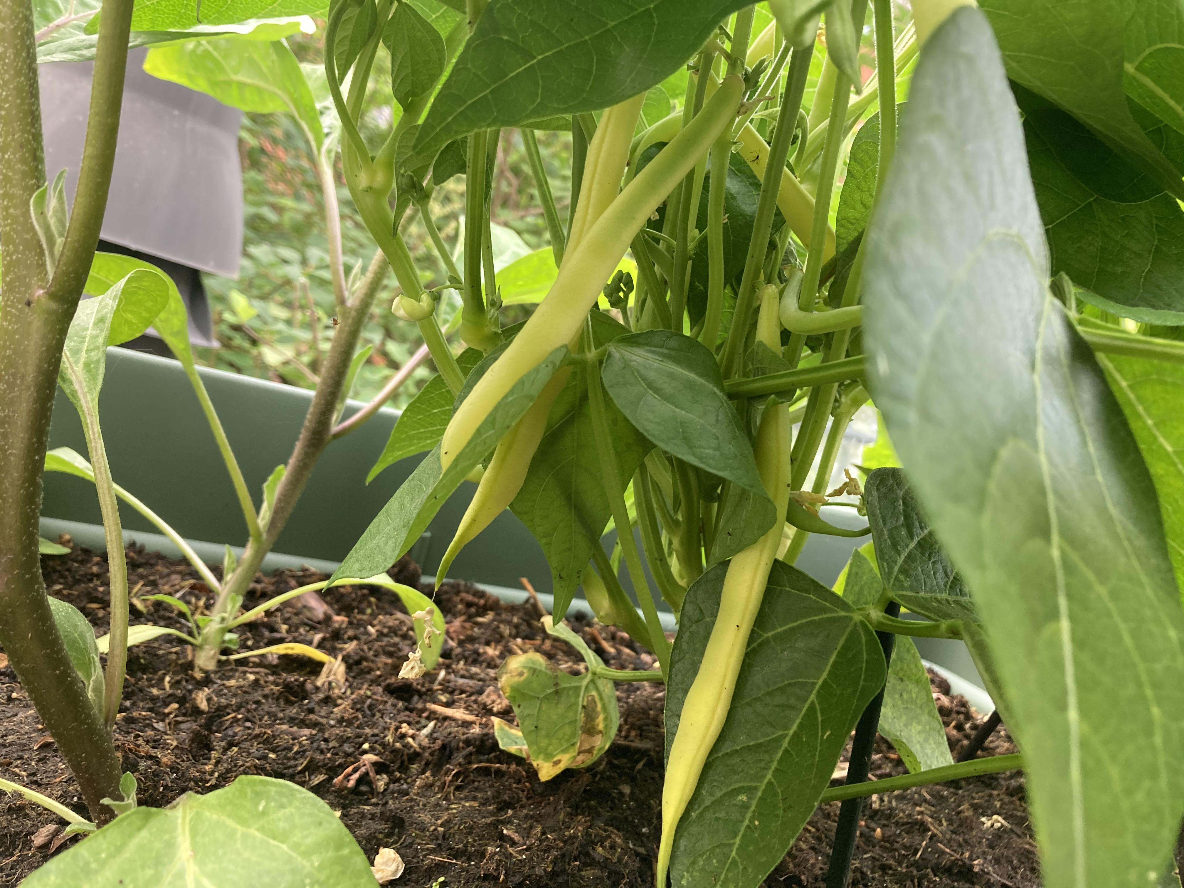 Are my bush beans ready to harvest? r/vegetablegardening