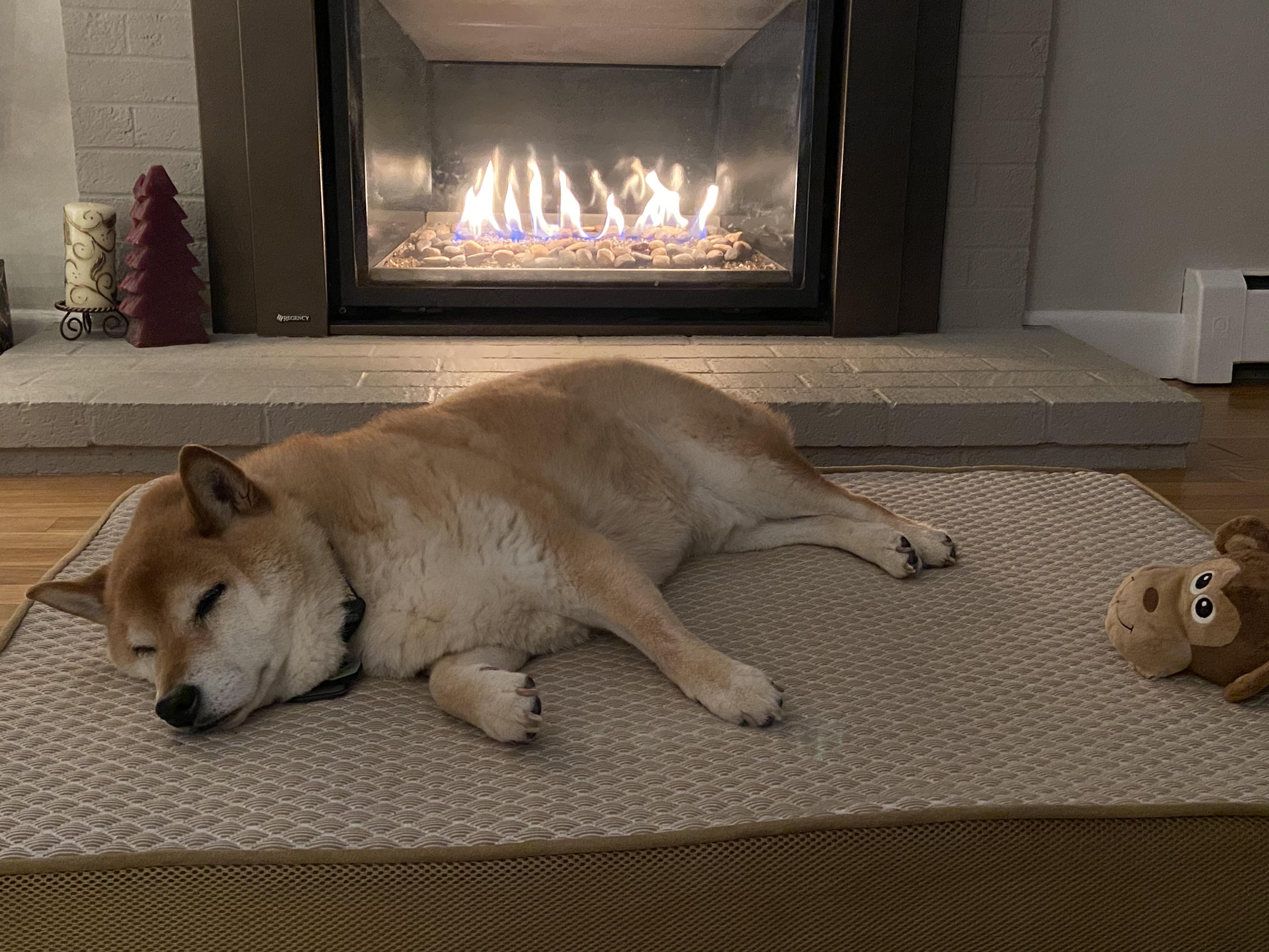 Ha! Finally! He consented to the dog bed instead of sleeping with his