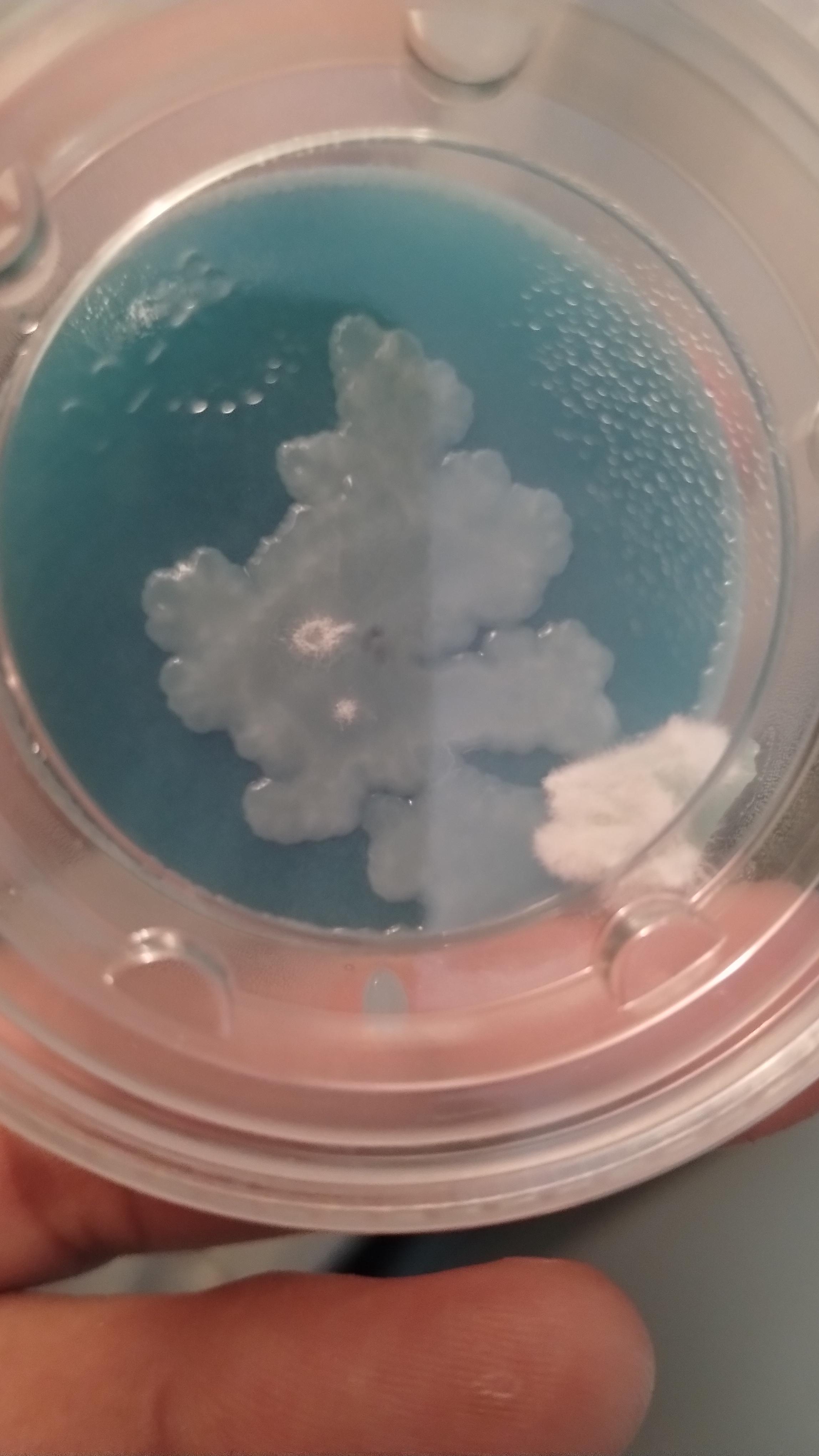 agar help ? why does it look slime r/shrooms