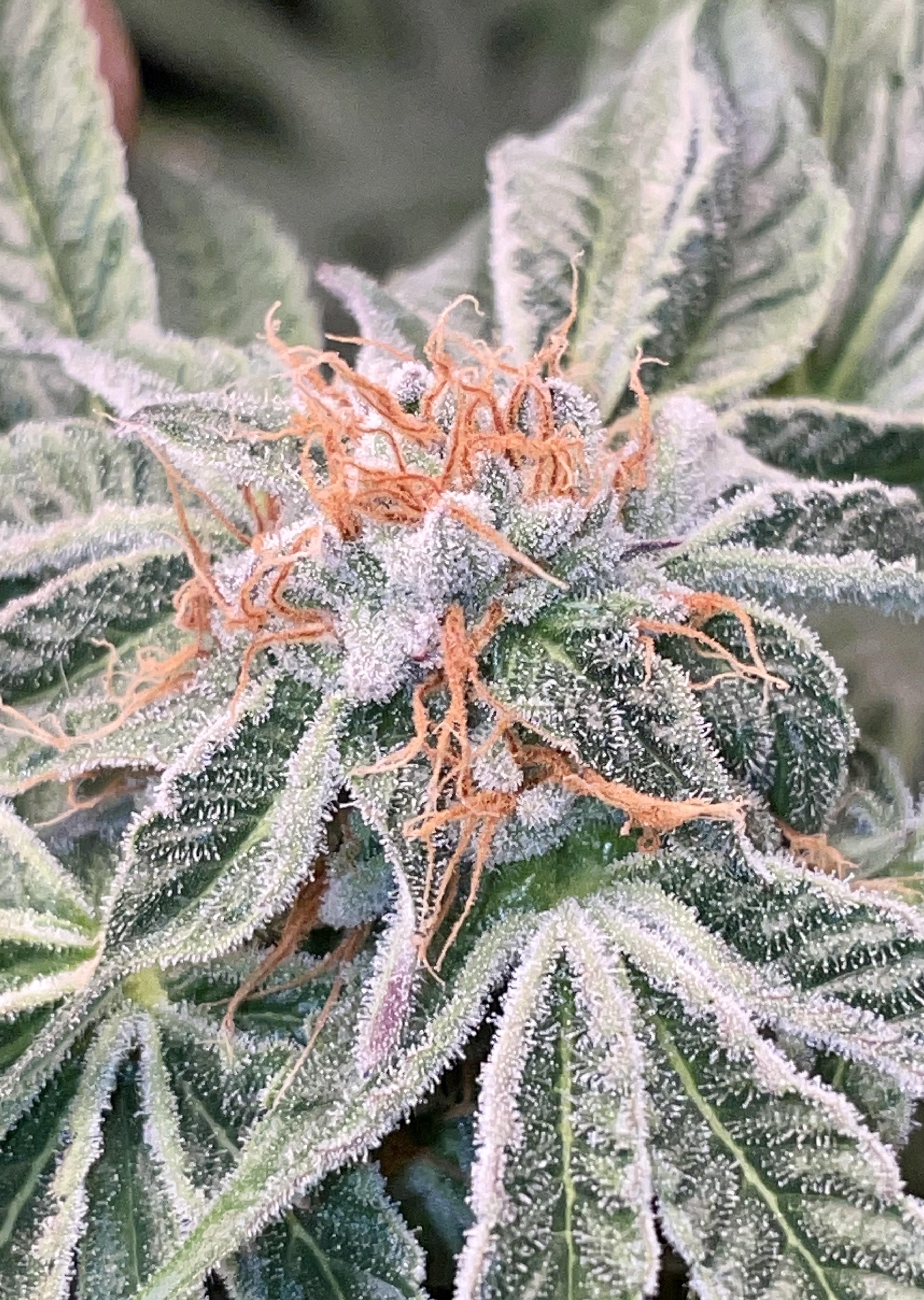 Wedding Crasher day 42 flower. Can’t wait to smoke this one. microgrowery