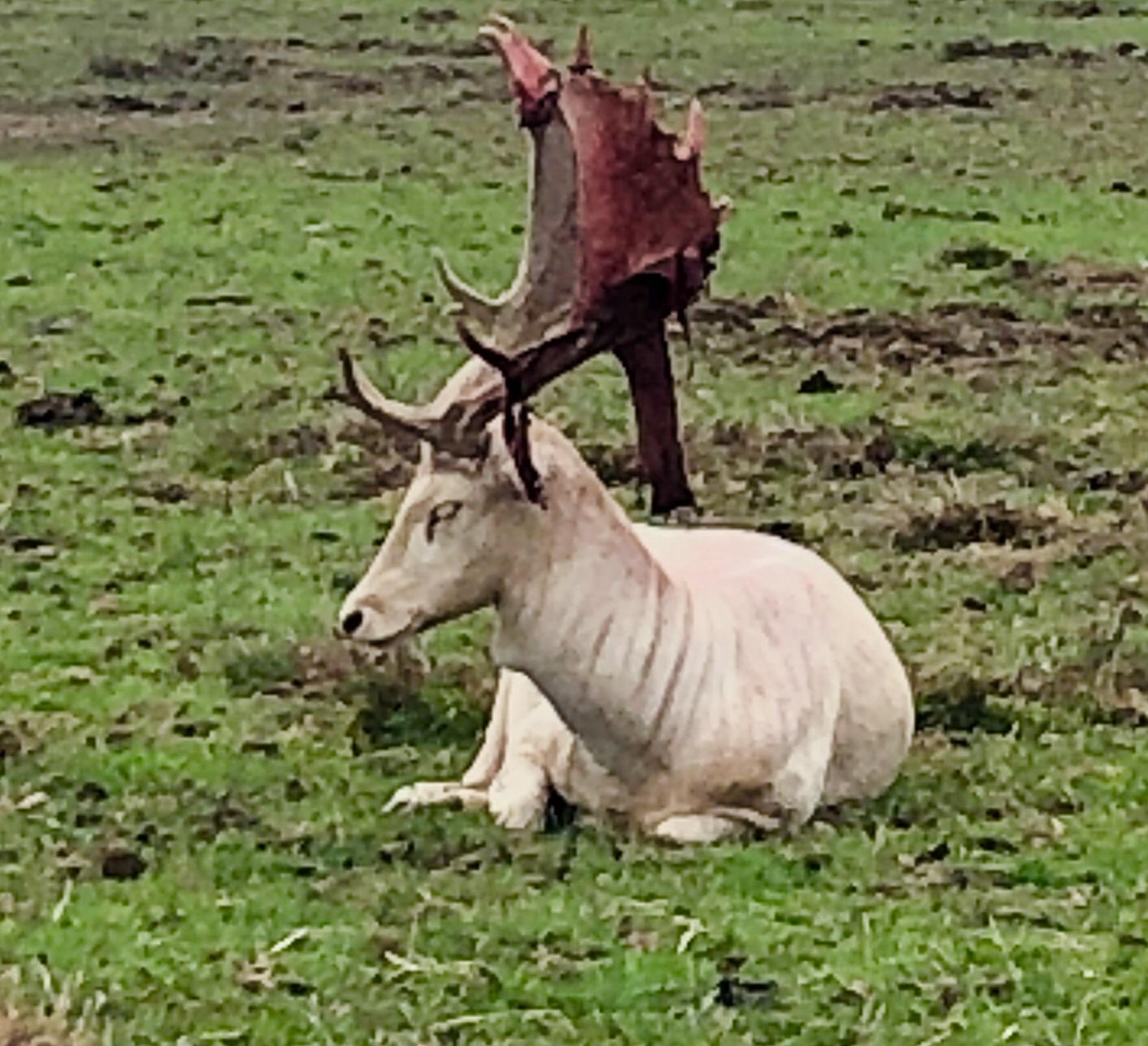 This deer shedding the velvet from its antlers r/natureismetal
