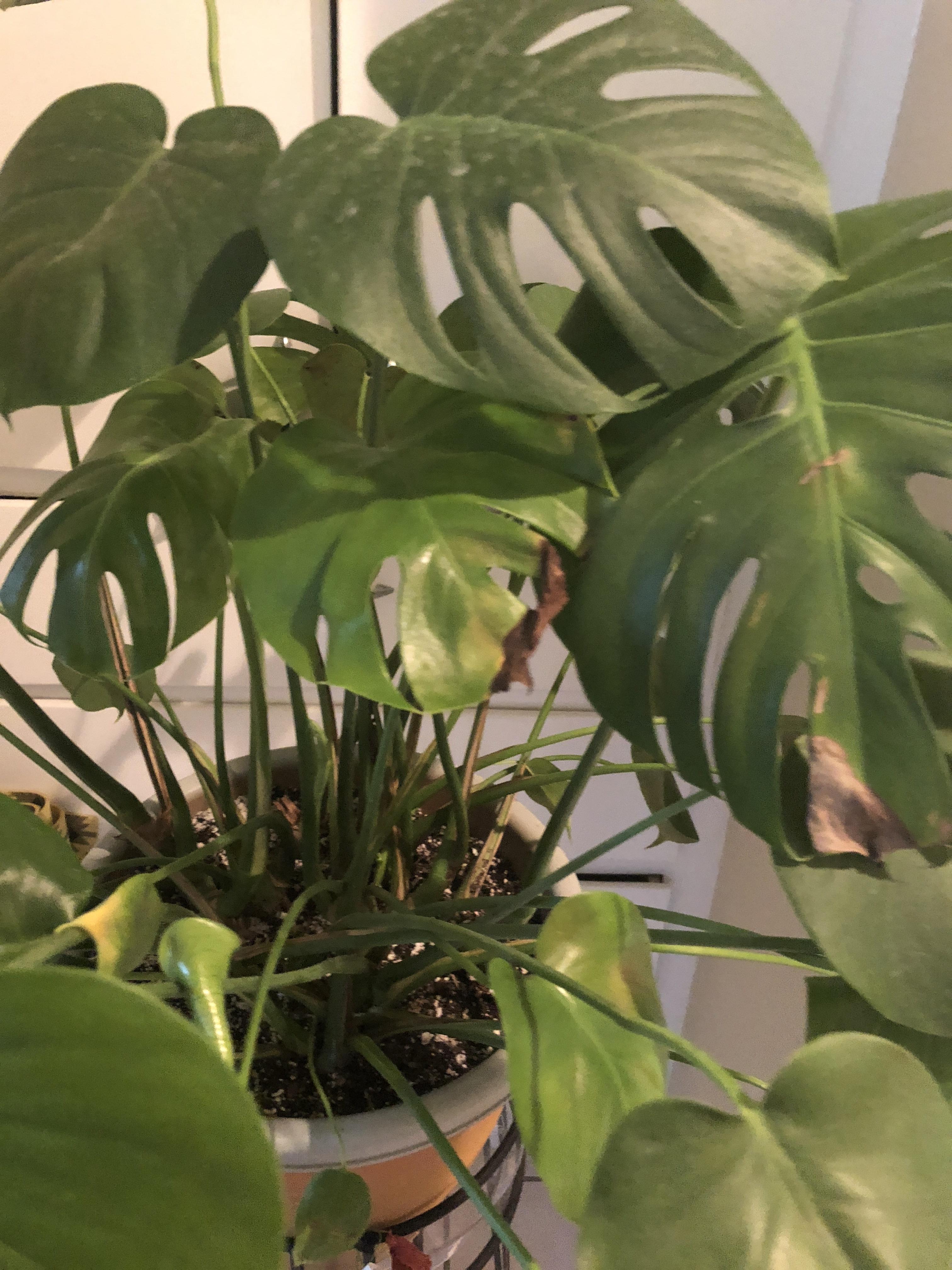 Baby leaves look burnt. I don’t know why. 😖 r/houseplants