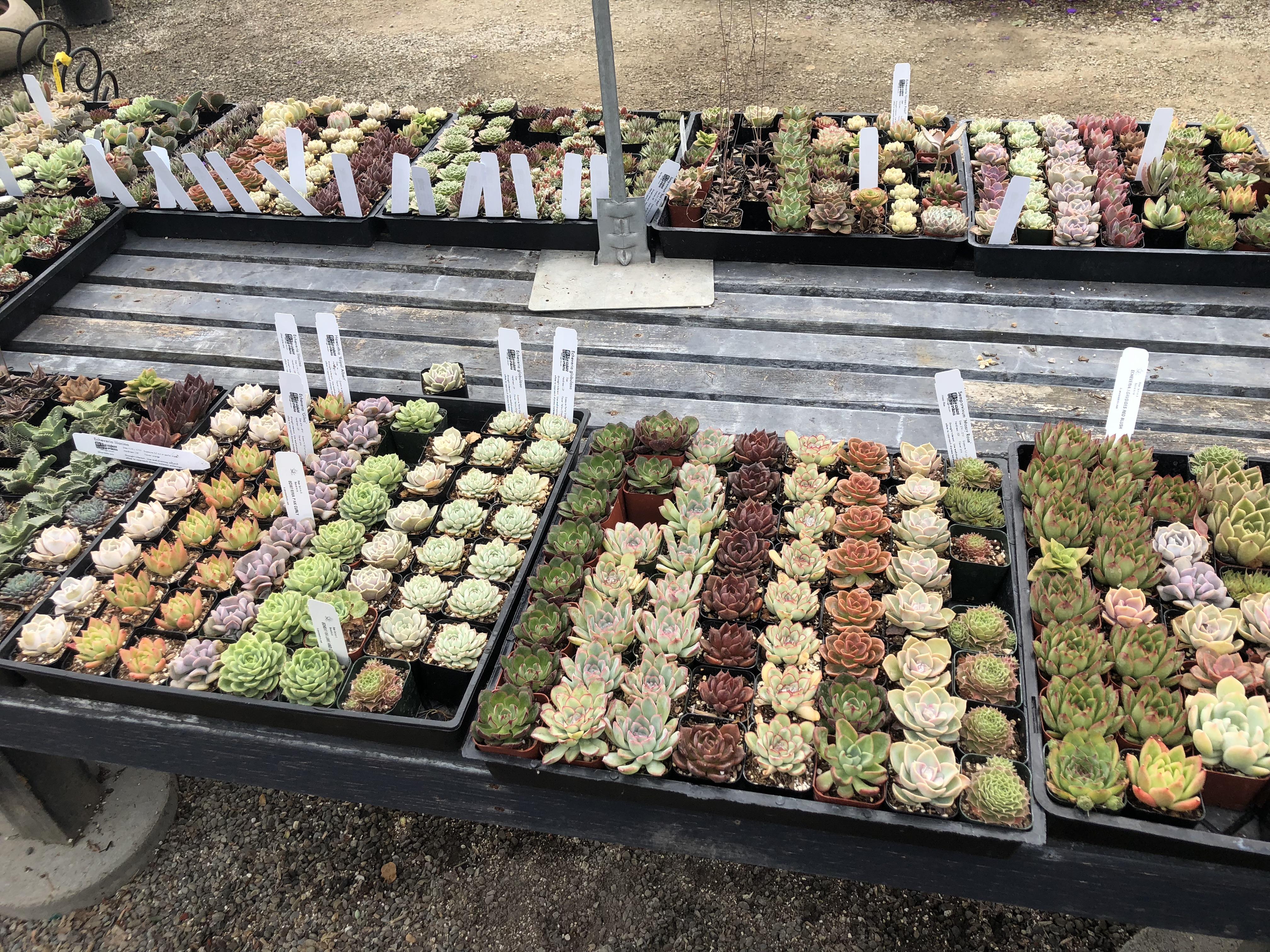 Beautiful succulents at my local nursery r/succulents